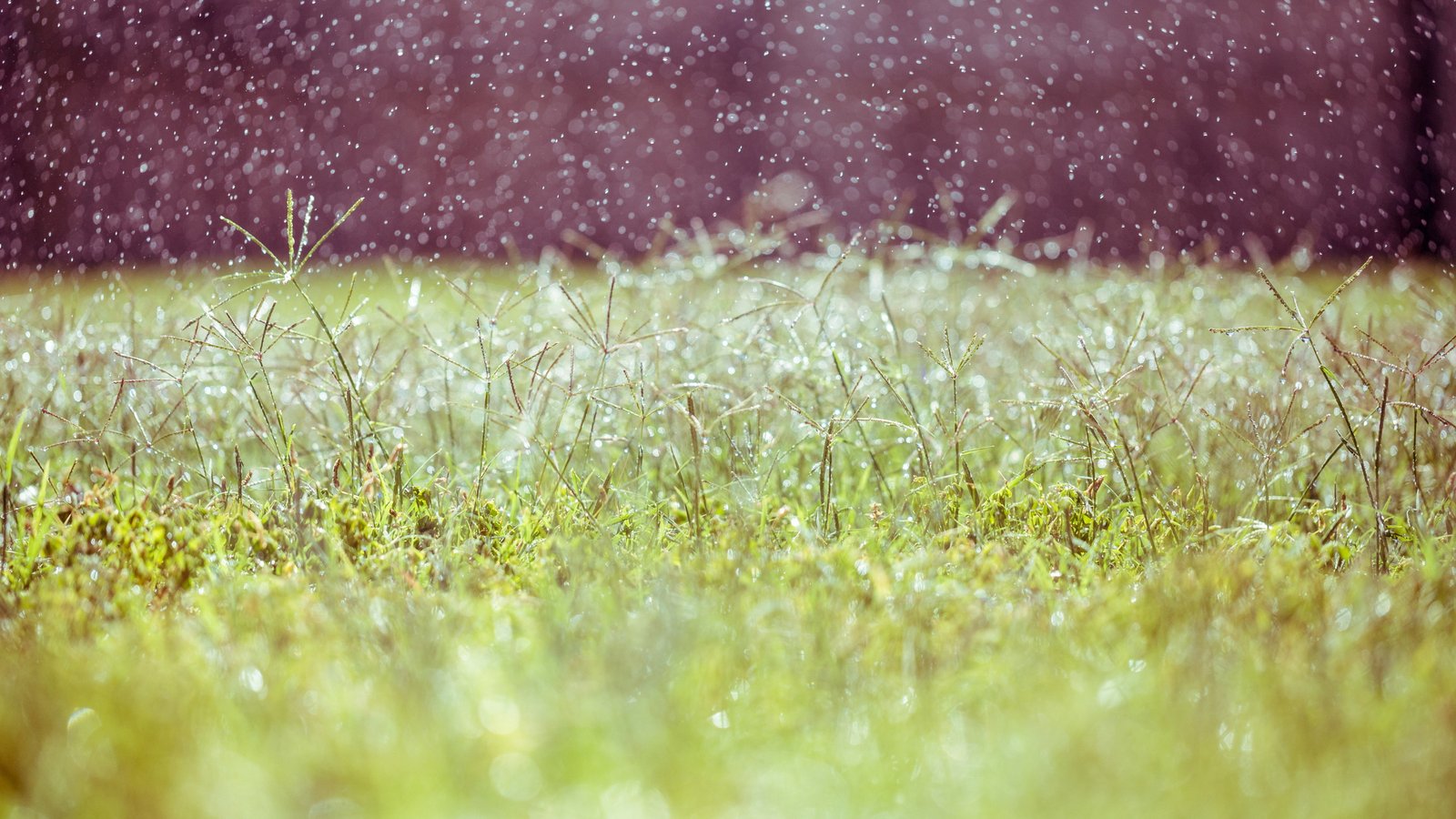 Meadows wallpaper wildflowers blur 2k 4k 5k