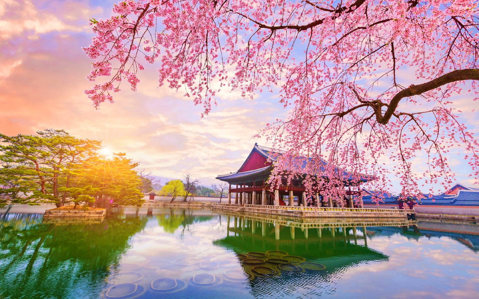 nature trees South Korea cherry blossom reflection 2k 4k