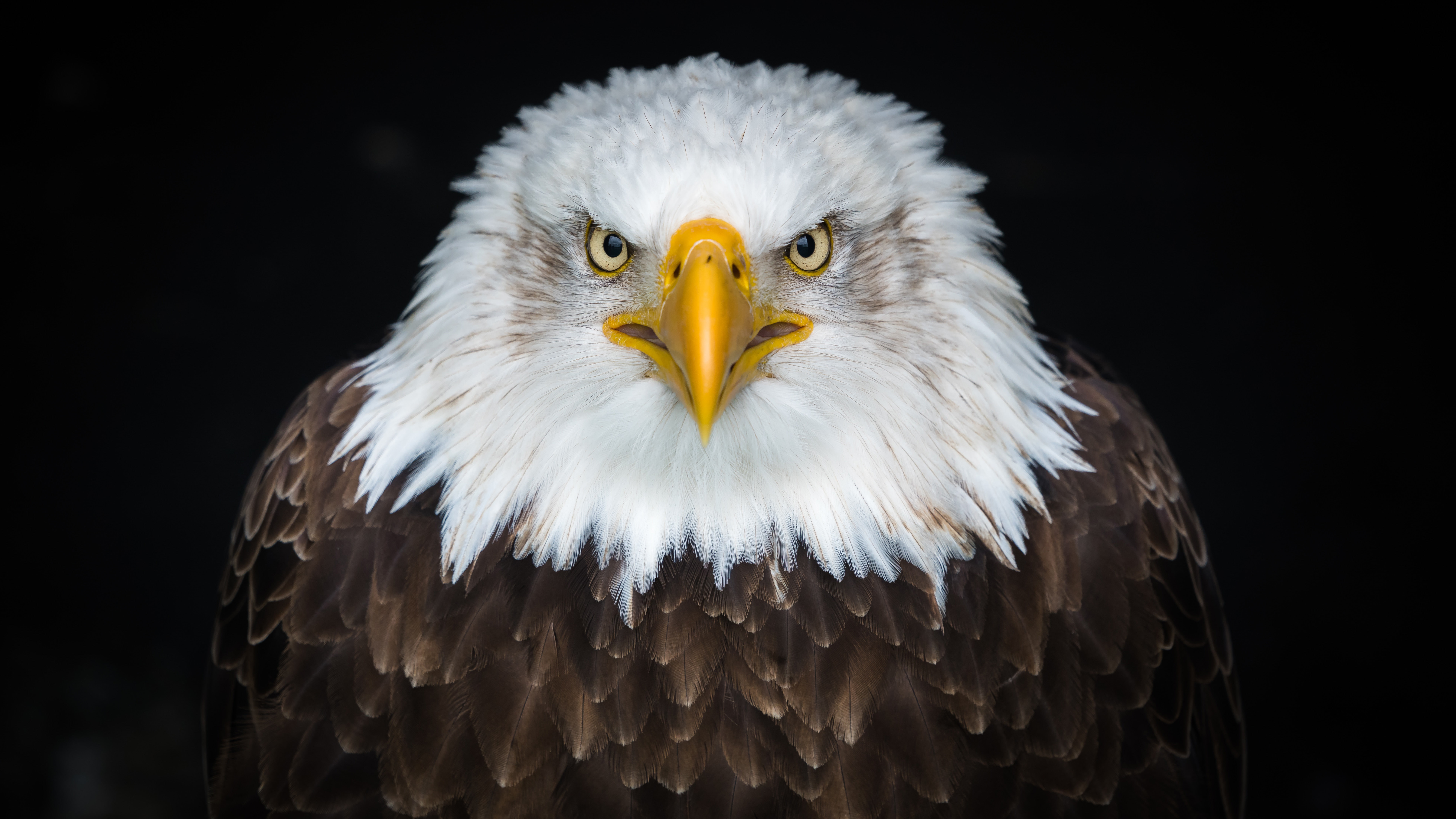North America Bald eagle Dark background Bird 2k 4k 5k 8k