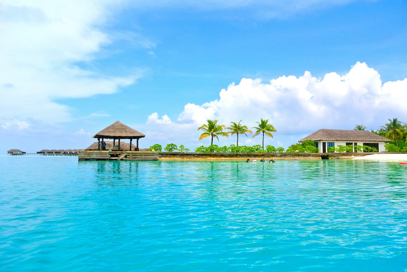 palm trees under cloudy sky near body of water maldives coconut tree 2k 4k