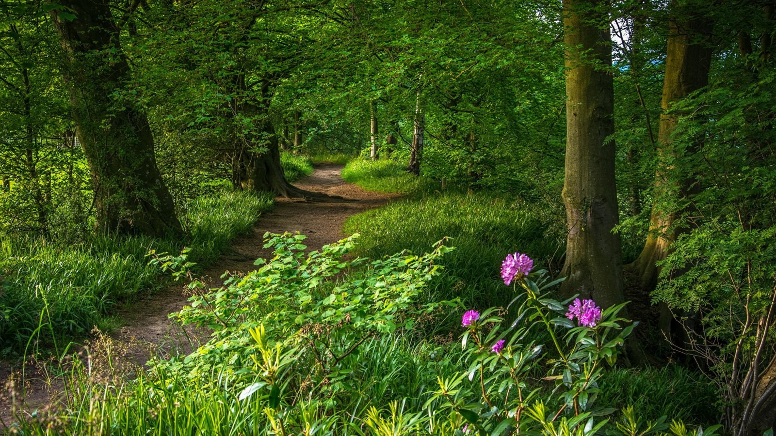 path forest green leaves pathway nature 2k 4k