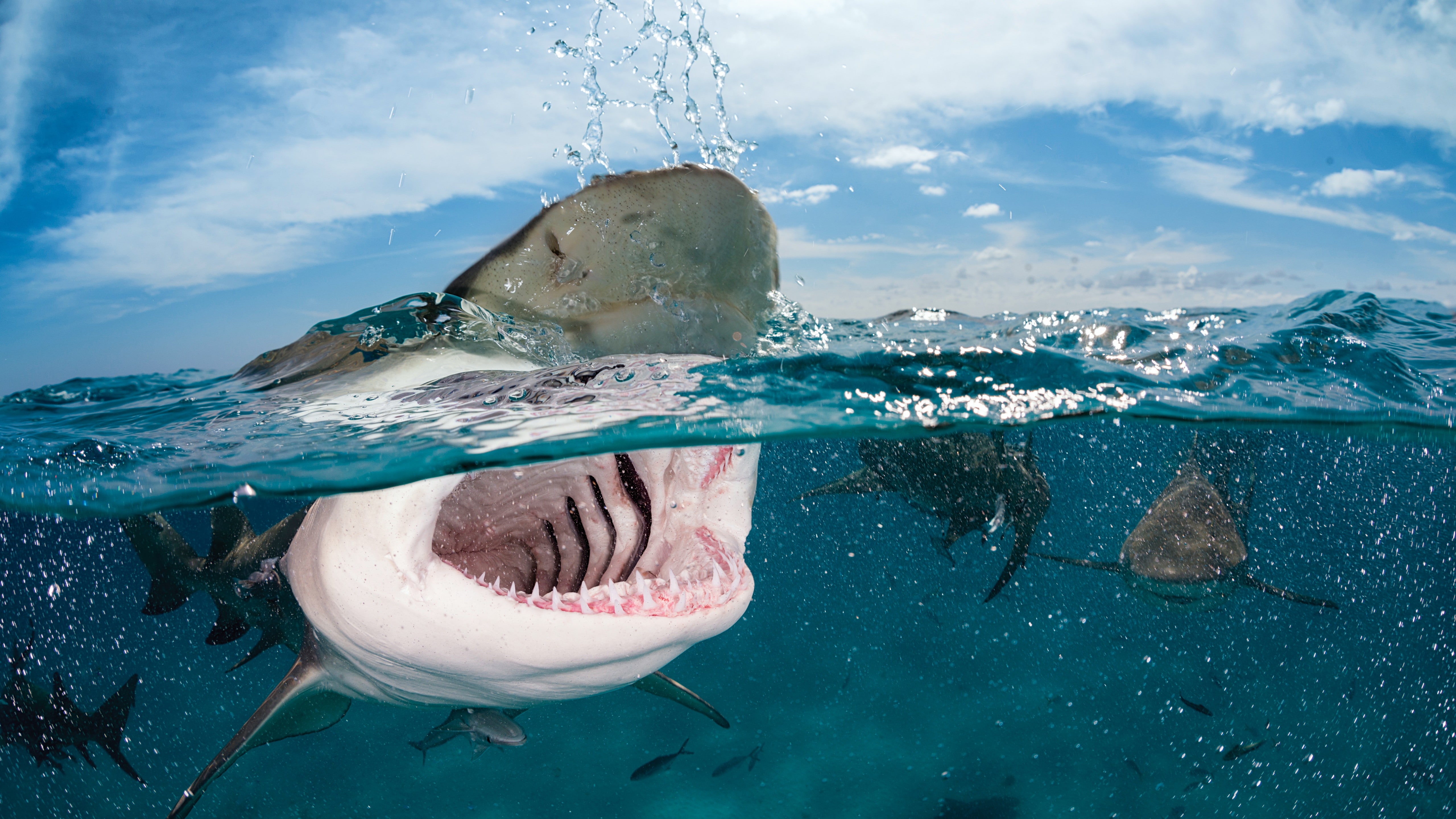 photo of shark opening mouth wallpaper Indian Caribbean 2k 4k 5k