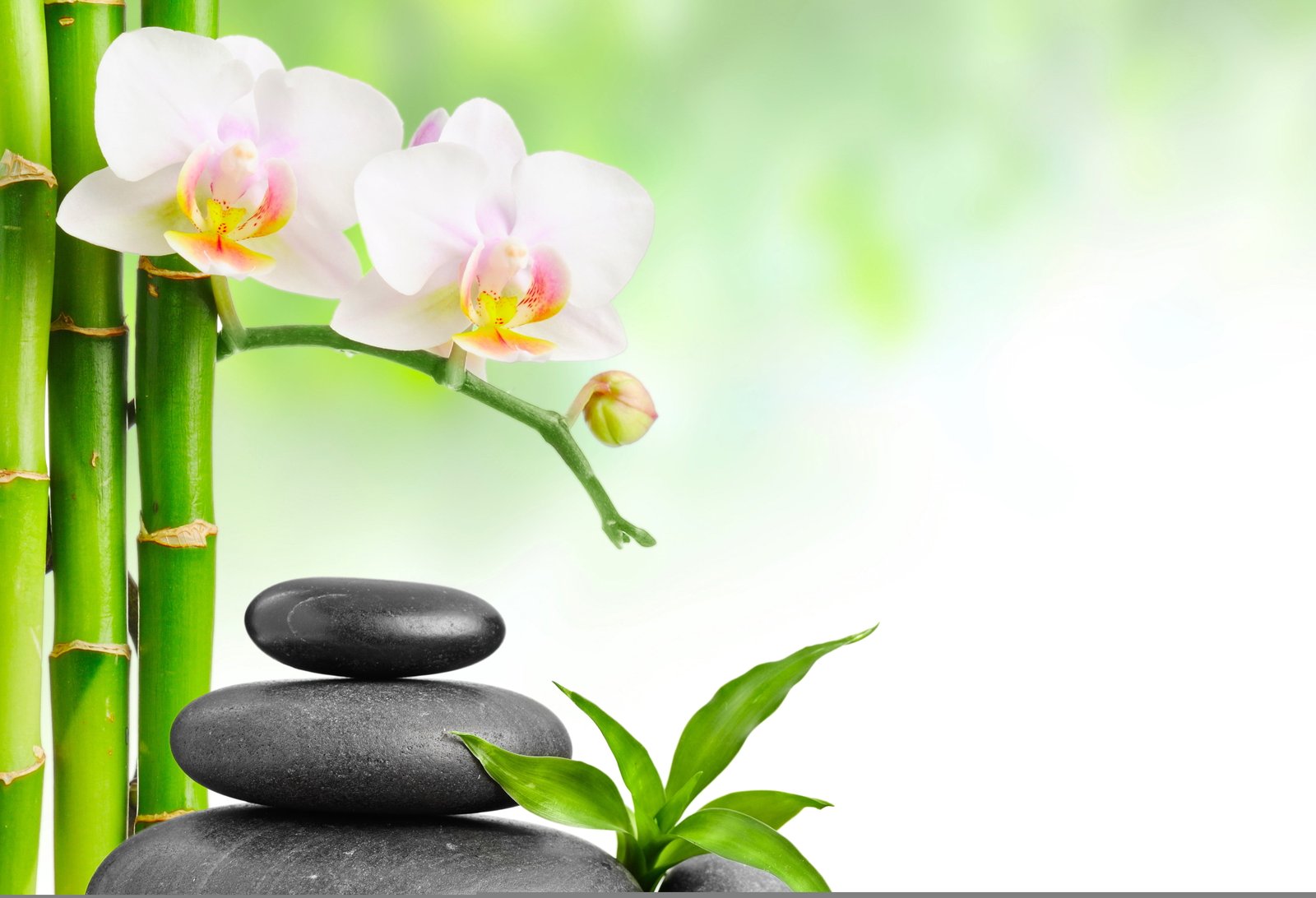 pink orchid flowers and black cairn stones bamboo leaves Spa 2k 4k 5k 8k
