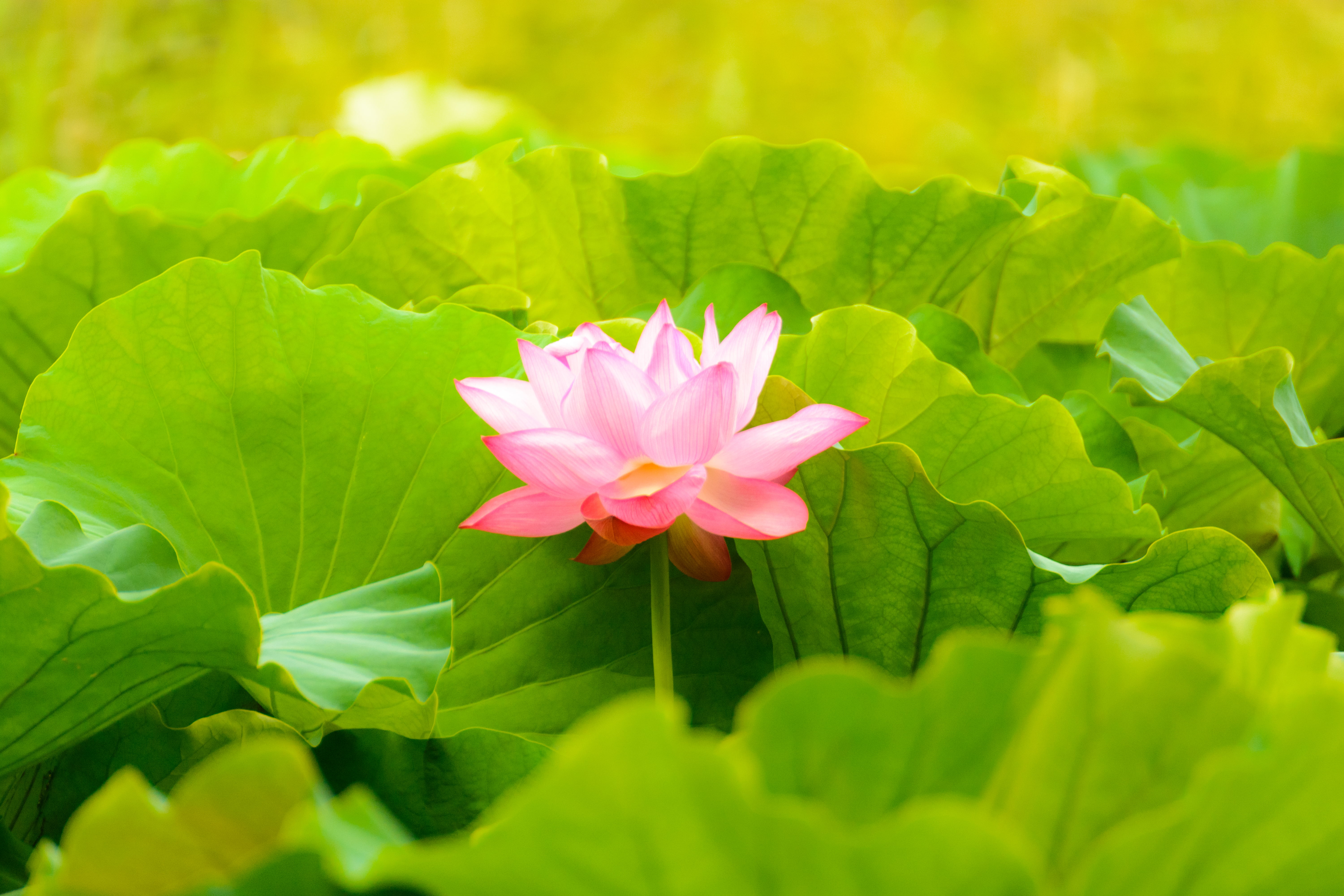 pink petal flower with green leaves Lotus Flower Shinobazu Pond 2k 4k 5k