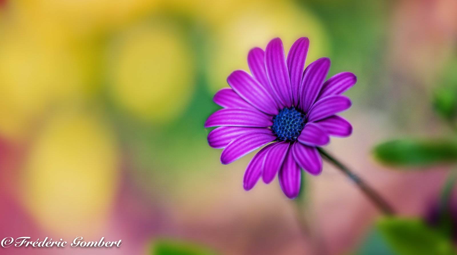 purple Daisy flower Spring delight flowers 2k 4k 5k