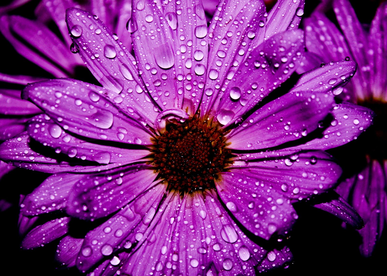 purple petal flower in closeup photography Purple Flower Water 2k 4k