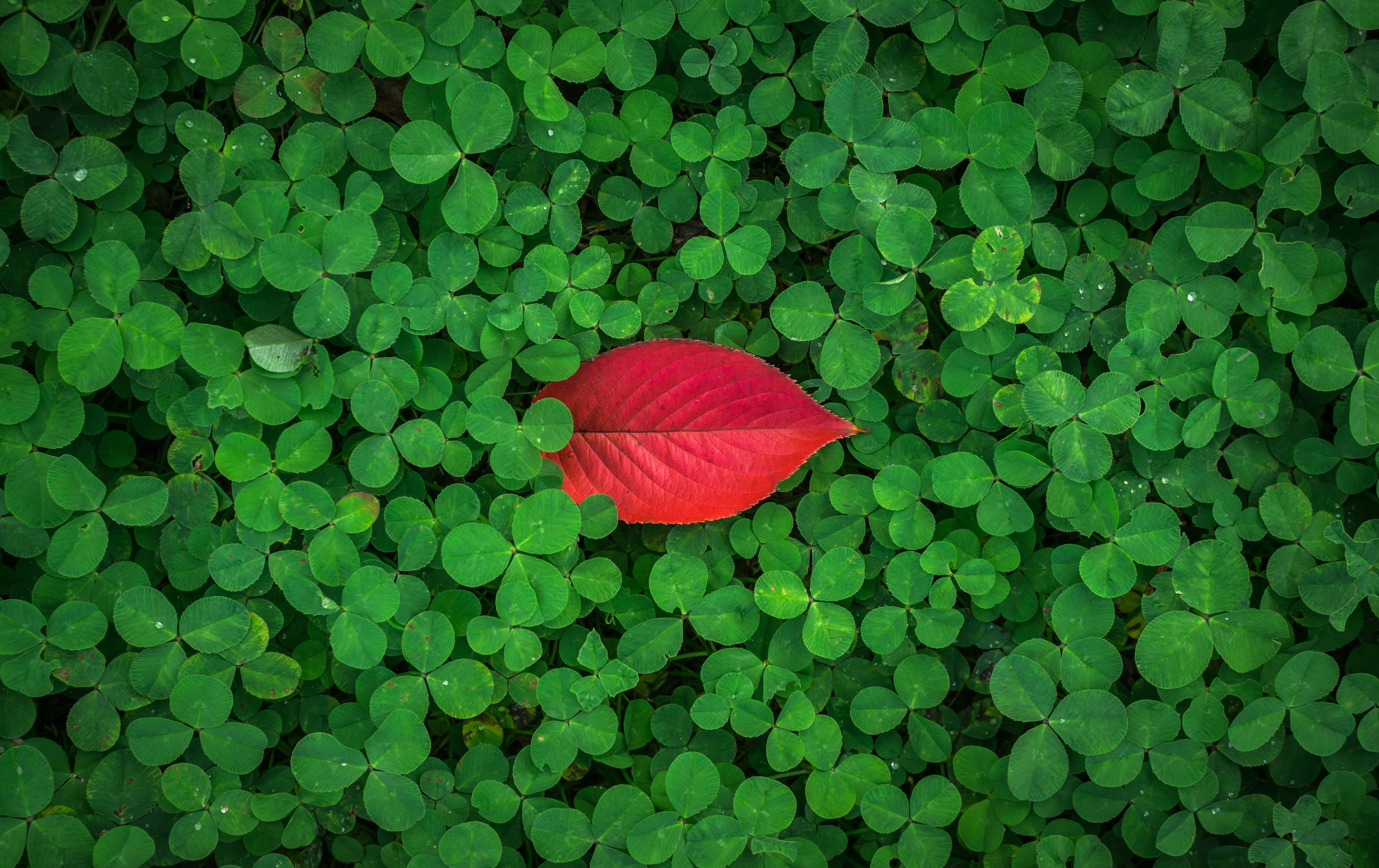 red leaf atop green plants leaves autumn herb 2k 4k 5k
