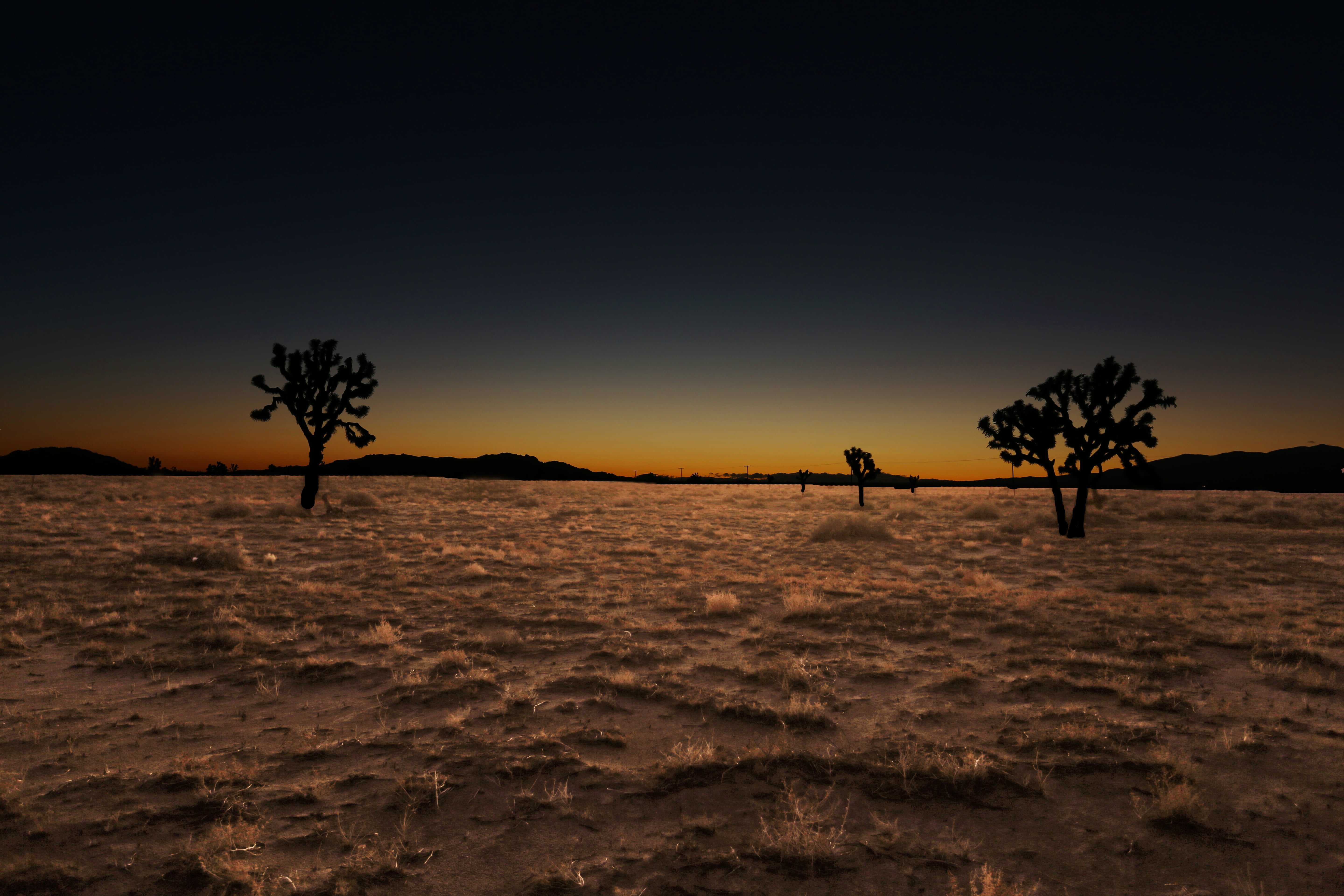 silhouette of trees over dirt ground with dried grass under dark 2k 4k 5k