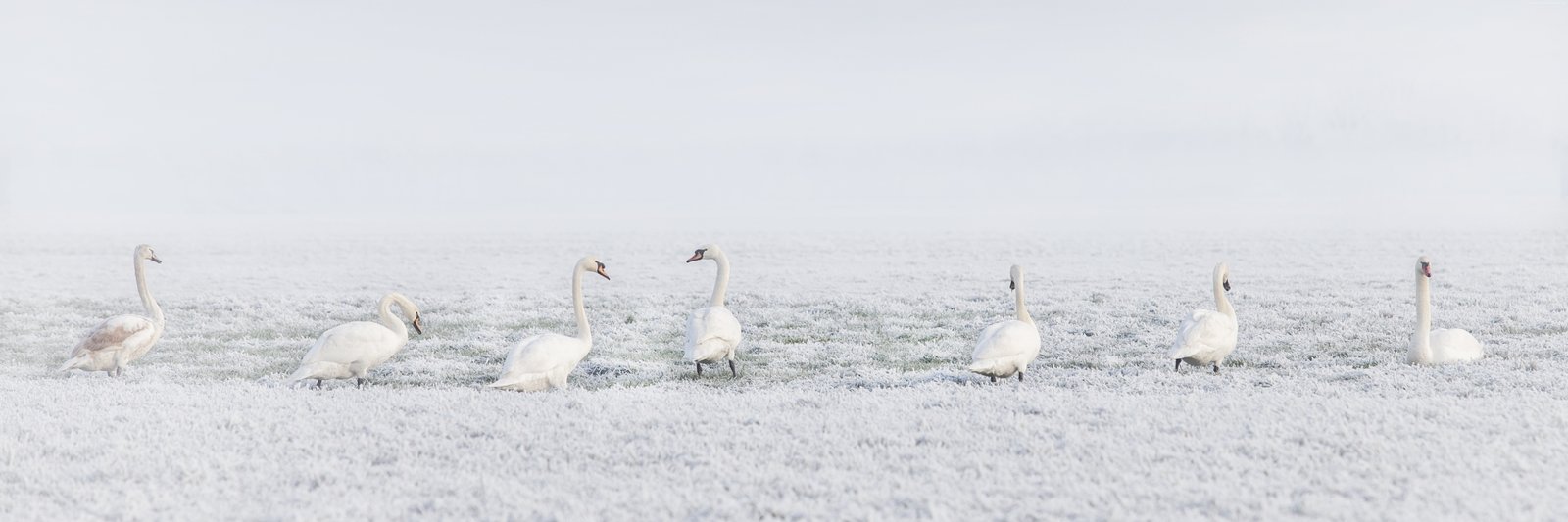 snow swans winter 2k 4k 5k 8k