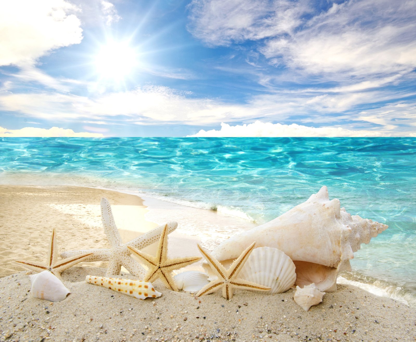 starfishes conchs and clam shells sand sea beach the sun 2k 4k 5k