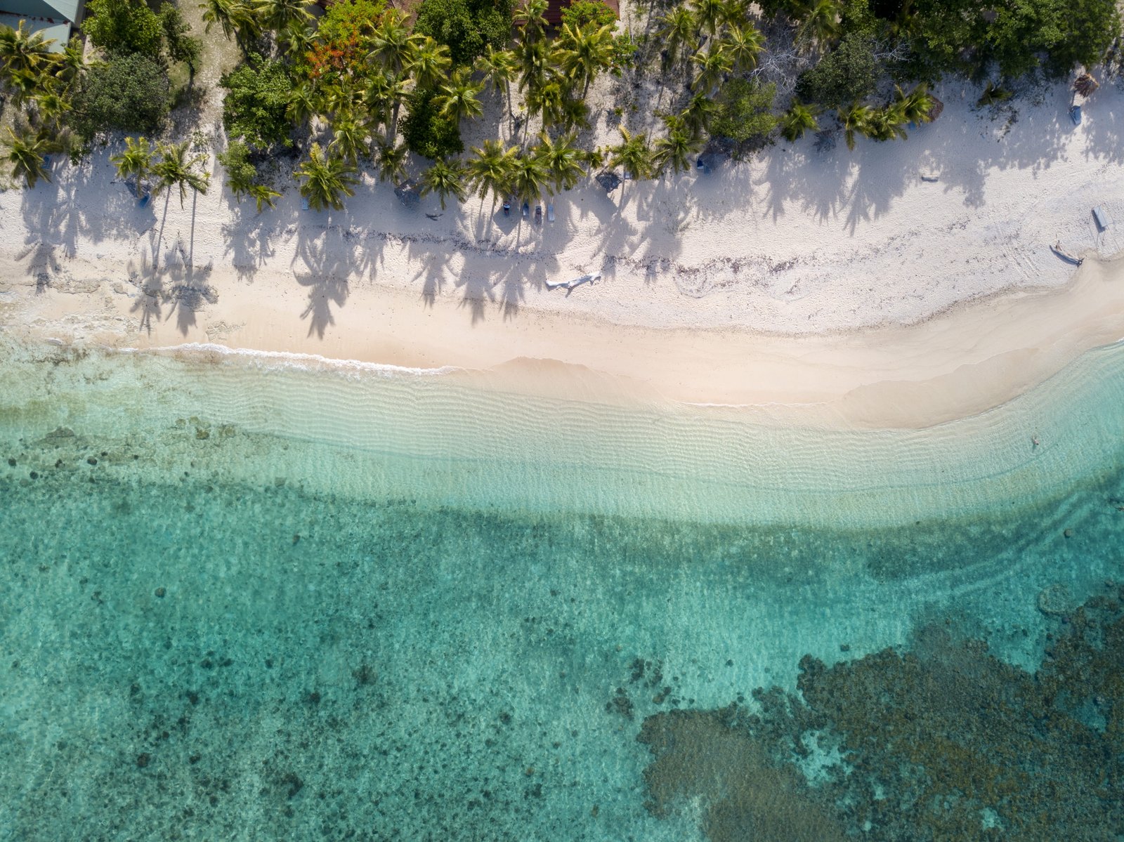Top View Photo of Beach coconut trees drone cam photography 2k 4k