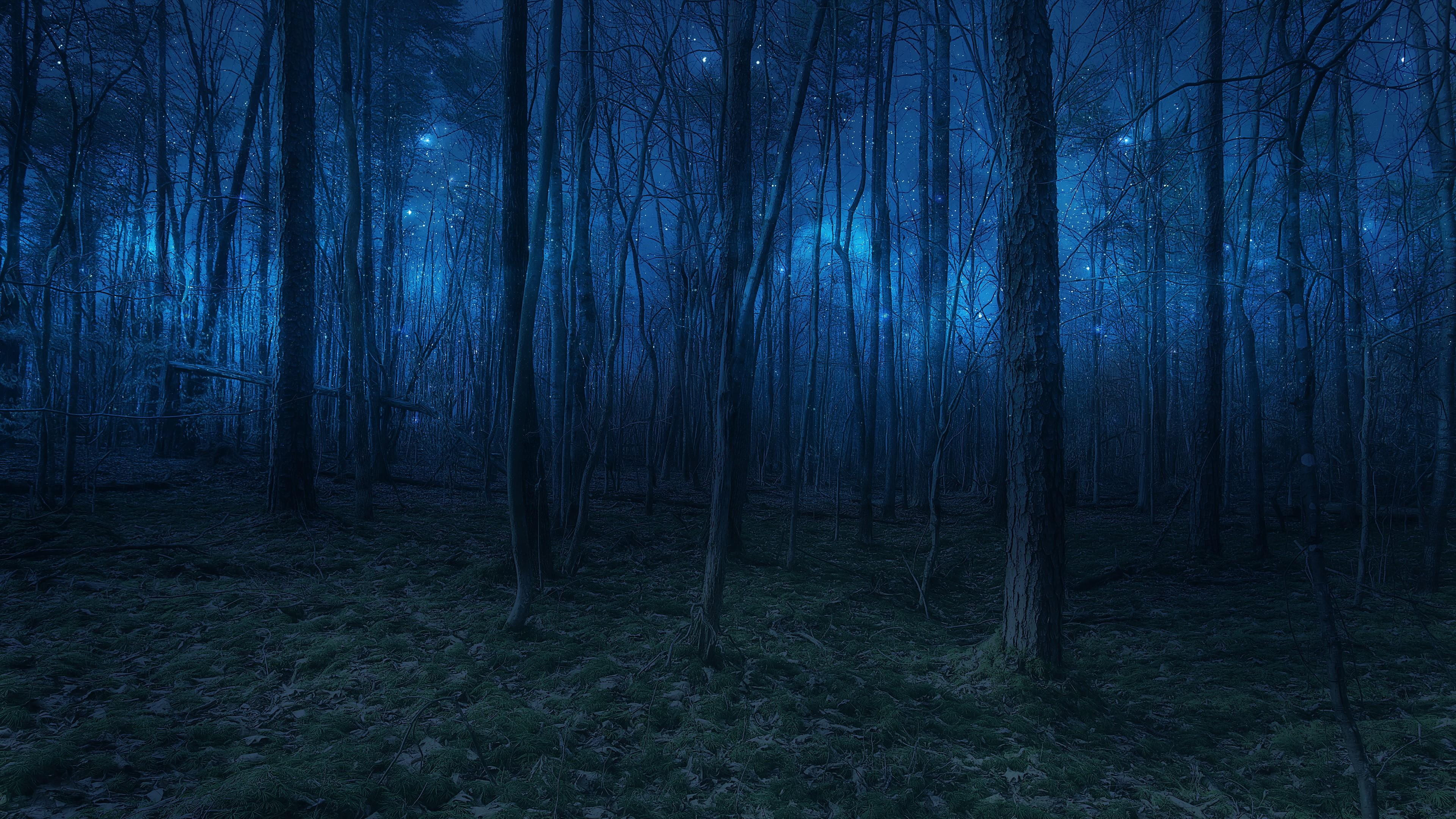 twilight forest nature woodland woods starlight tree 2k 4k