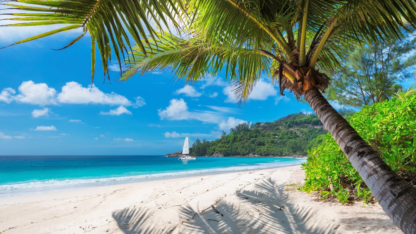 vacation palm white sand tourism coast ocean jamaica 2k 4k