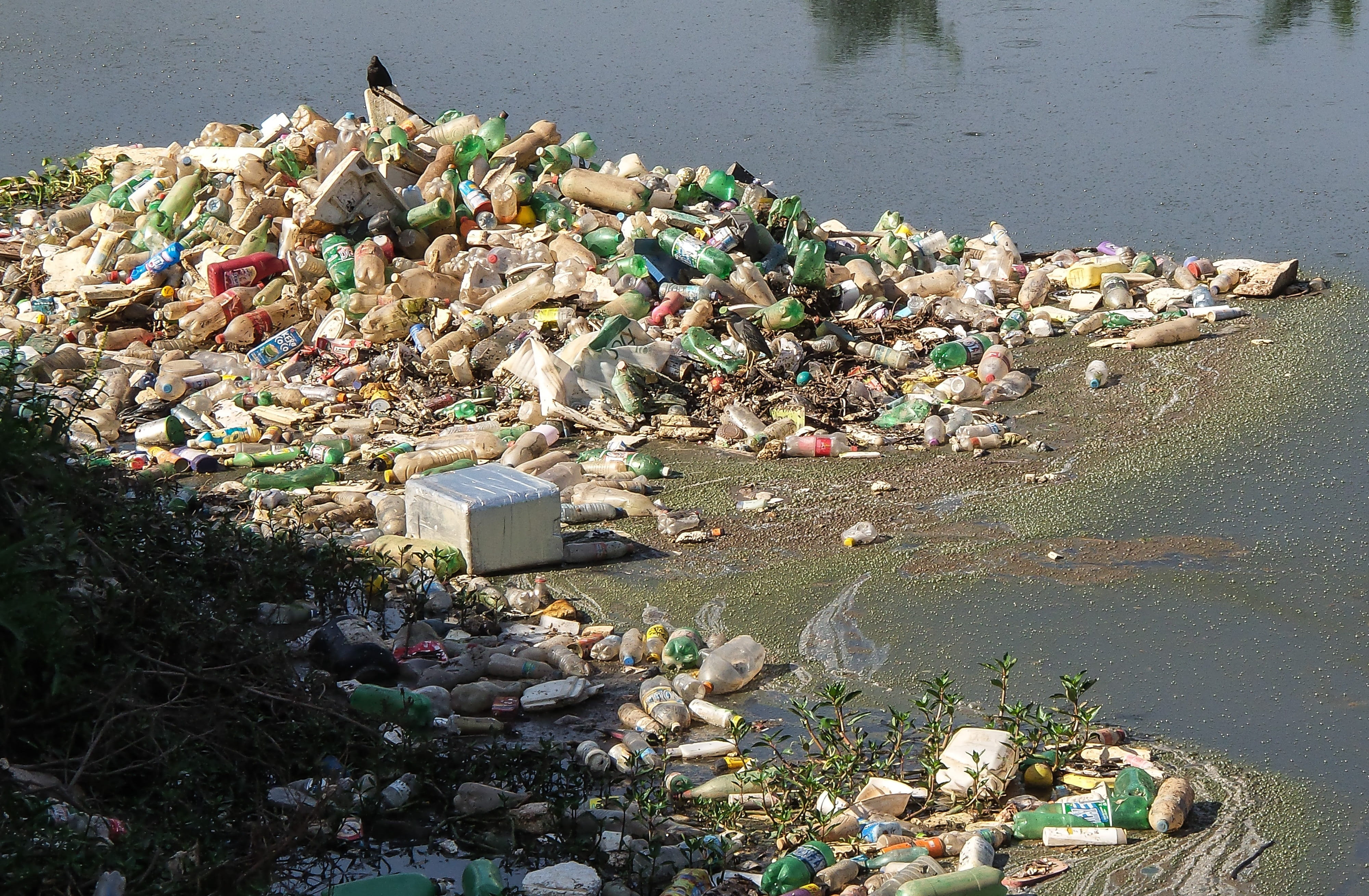 waste floating on water Trash River Pines Rubble Pollution 2k 4k