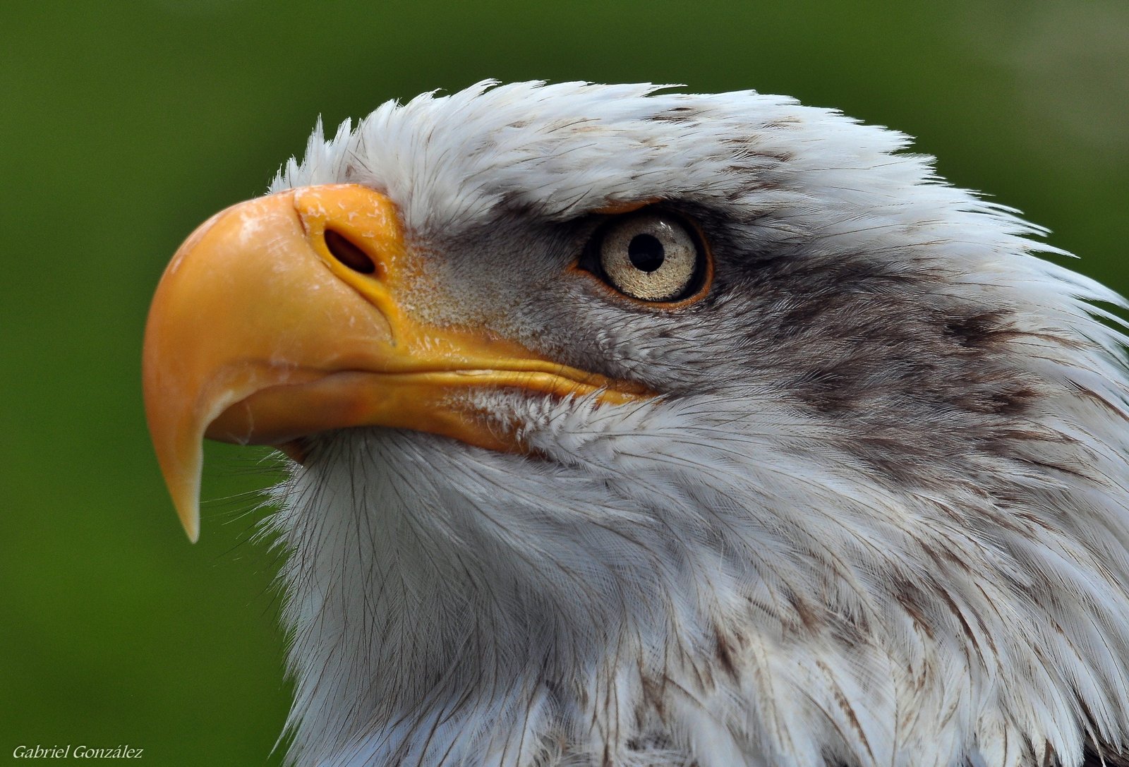 white eagle aves birds raptors Nikon Sigma animals 2k 4k