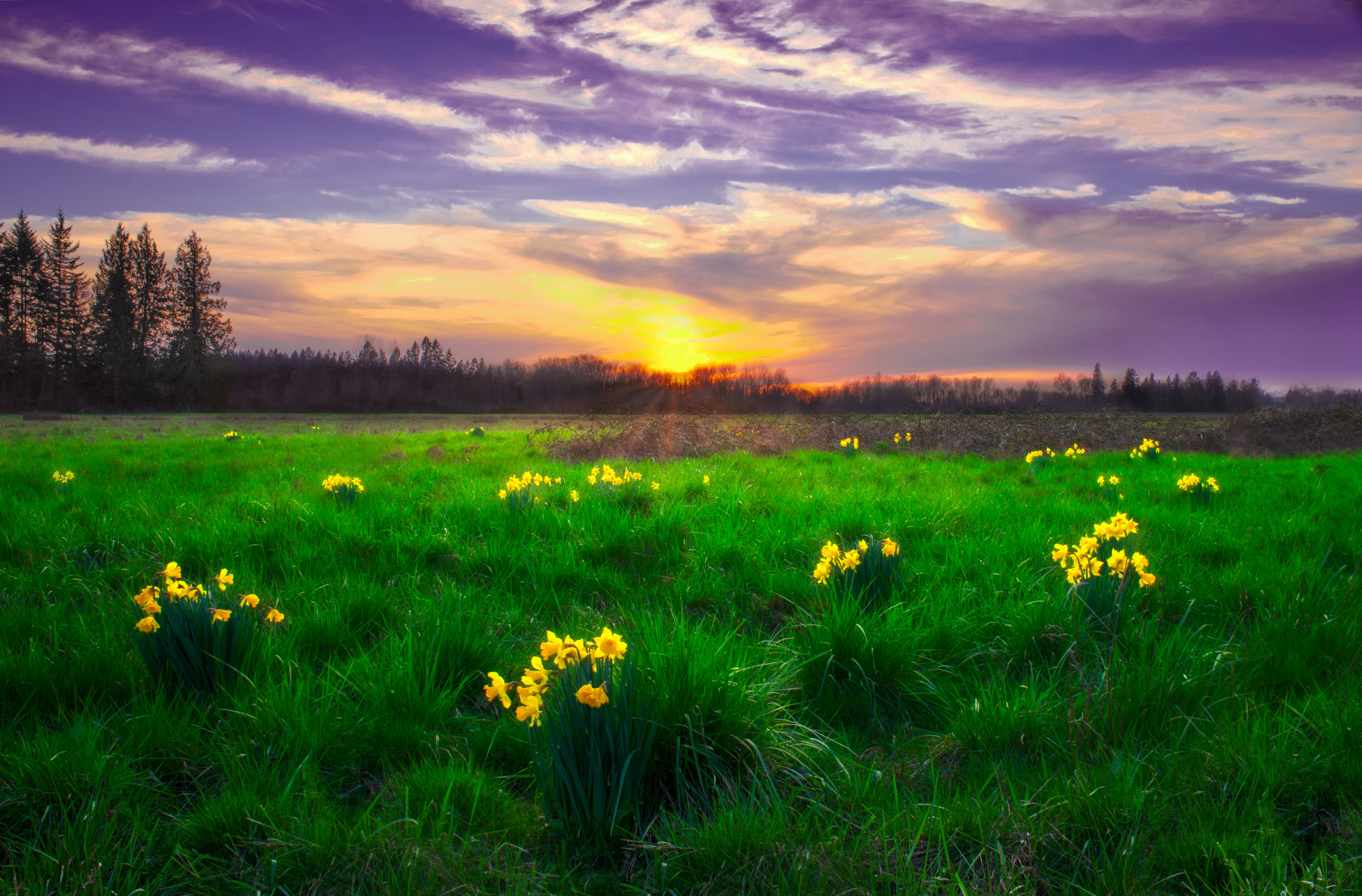 yellow petaled flowers surrounds with grass during daytime photo 2k 4k 5k
