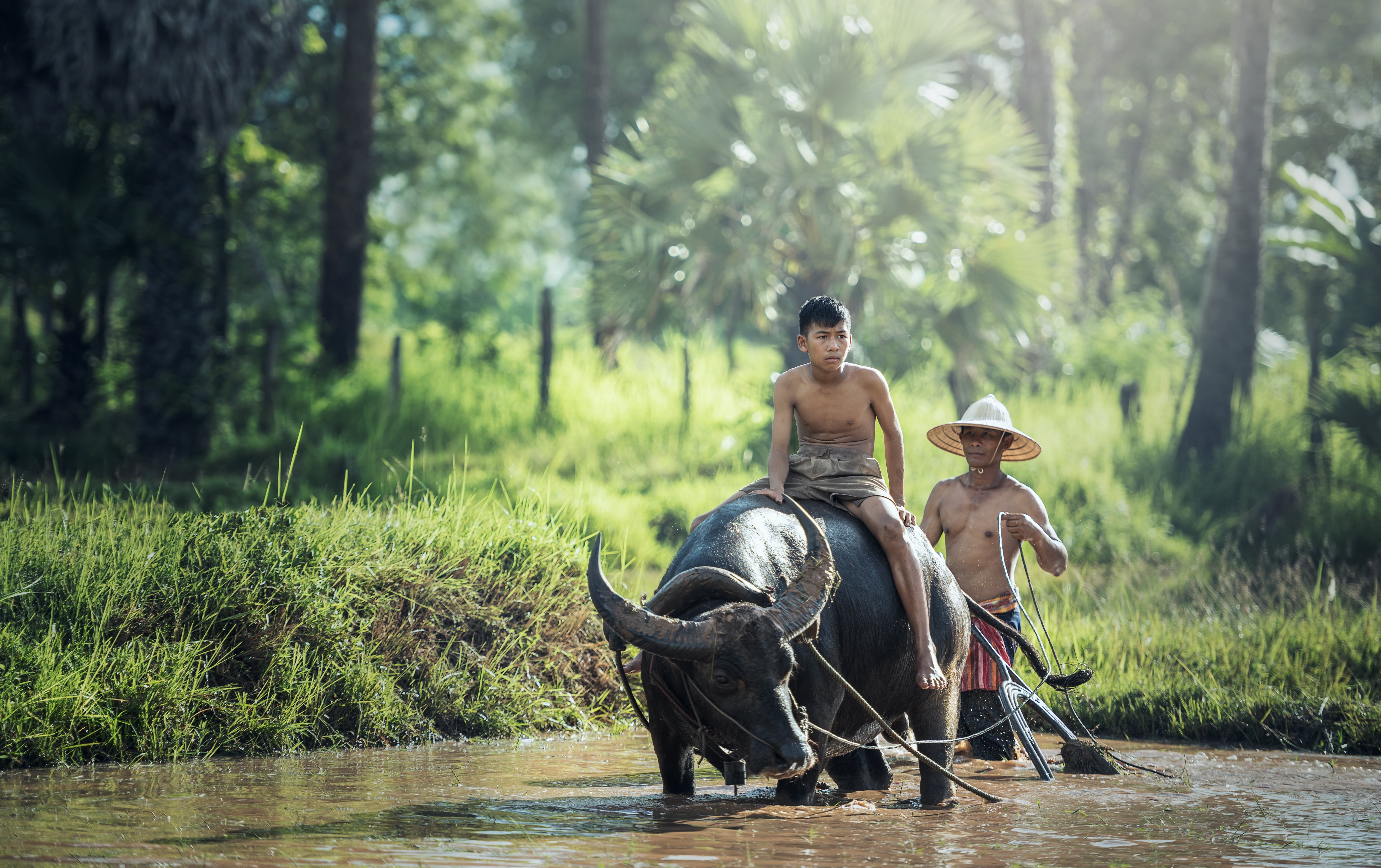 boy riding black water buffalo on body of photography agriculture 2k 4k 5k