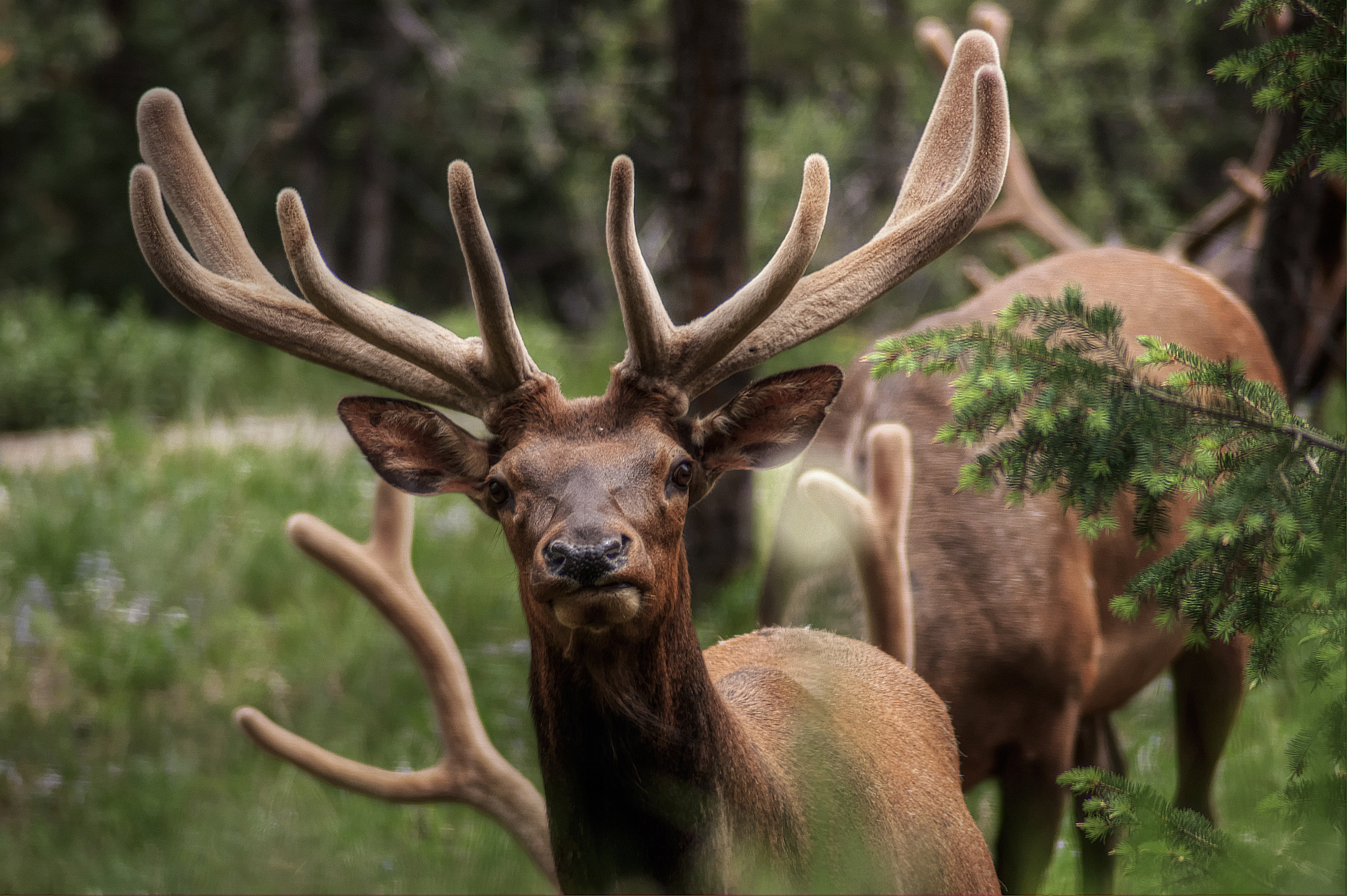 close up photography of two buck elks Herd Animal antler 2k 4k 5k