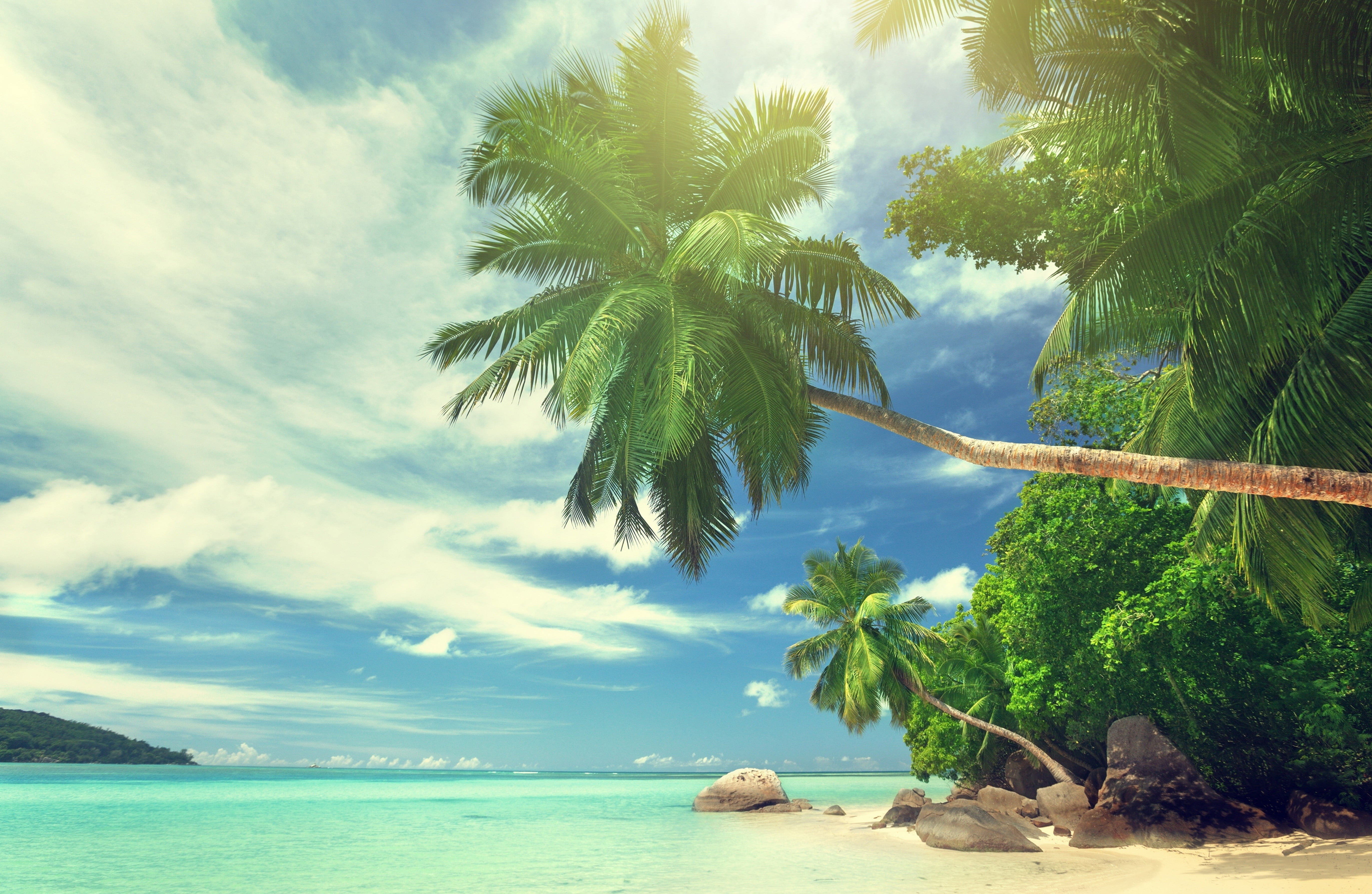 Coconut tree landscape water tropical palm trees beach sky 2k 4k 5k