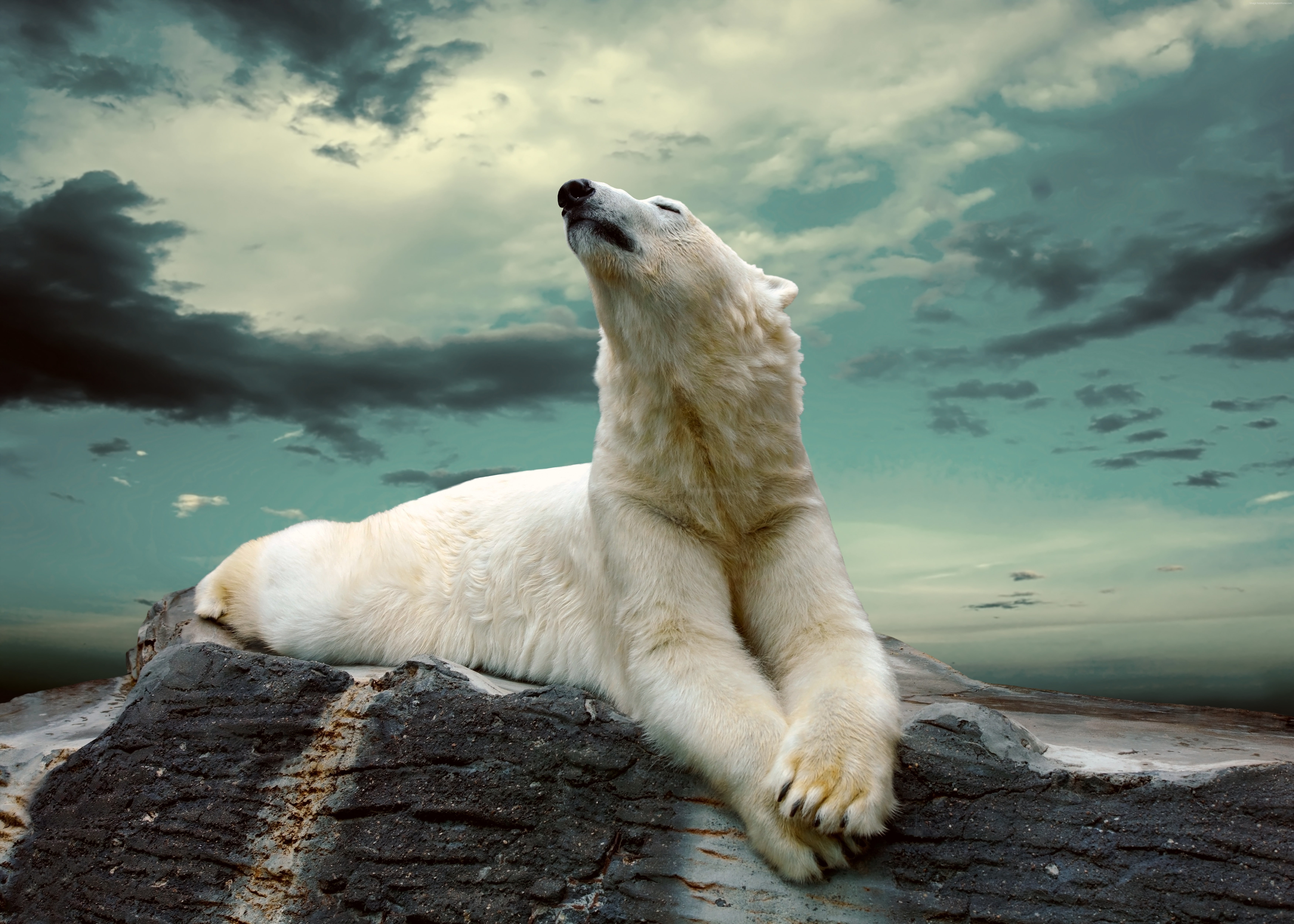 cute animals polar bear clouds sky 2k 4k 5k