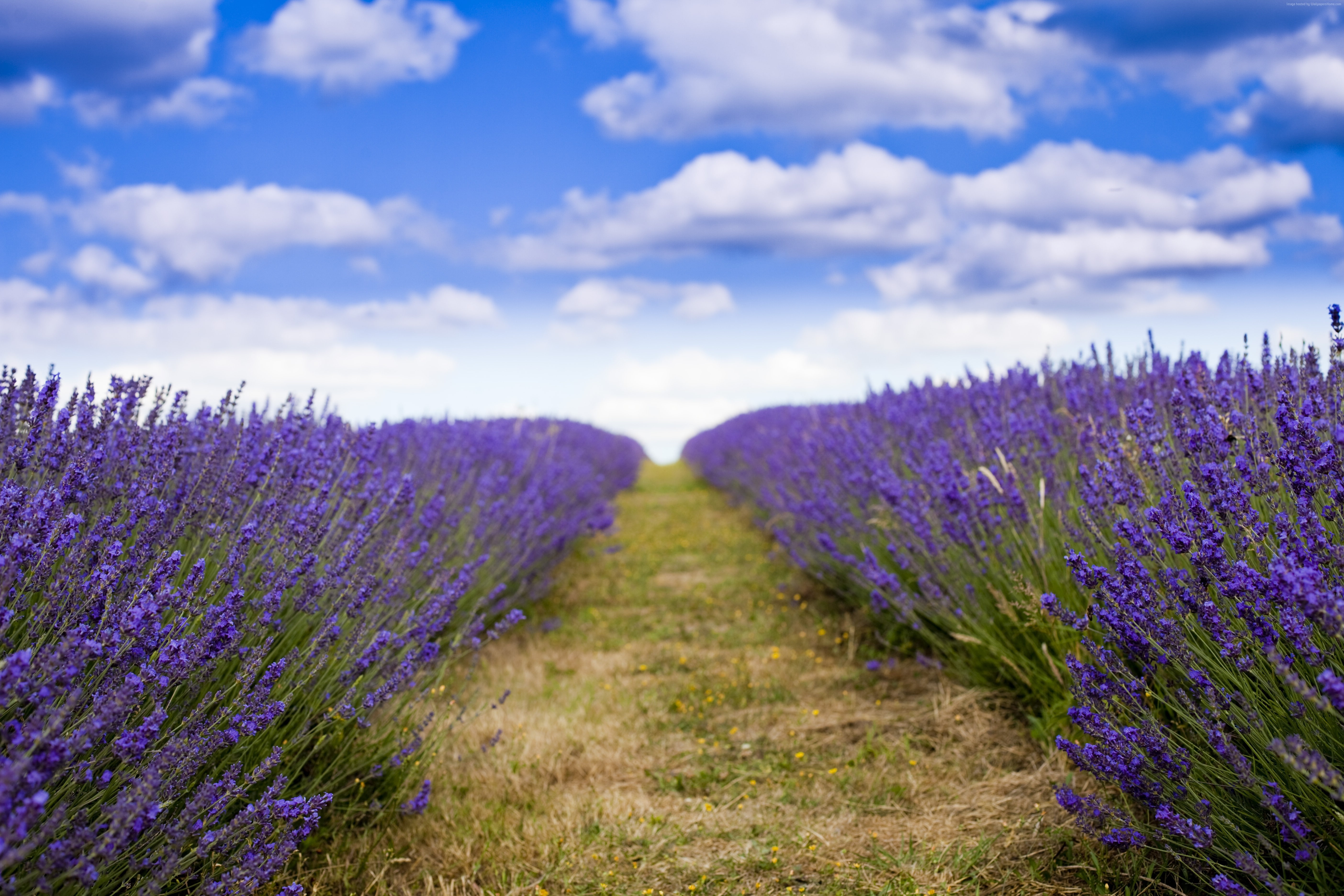 field flowers sky clouds lavender 2k 4k 5k