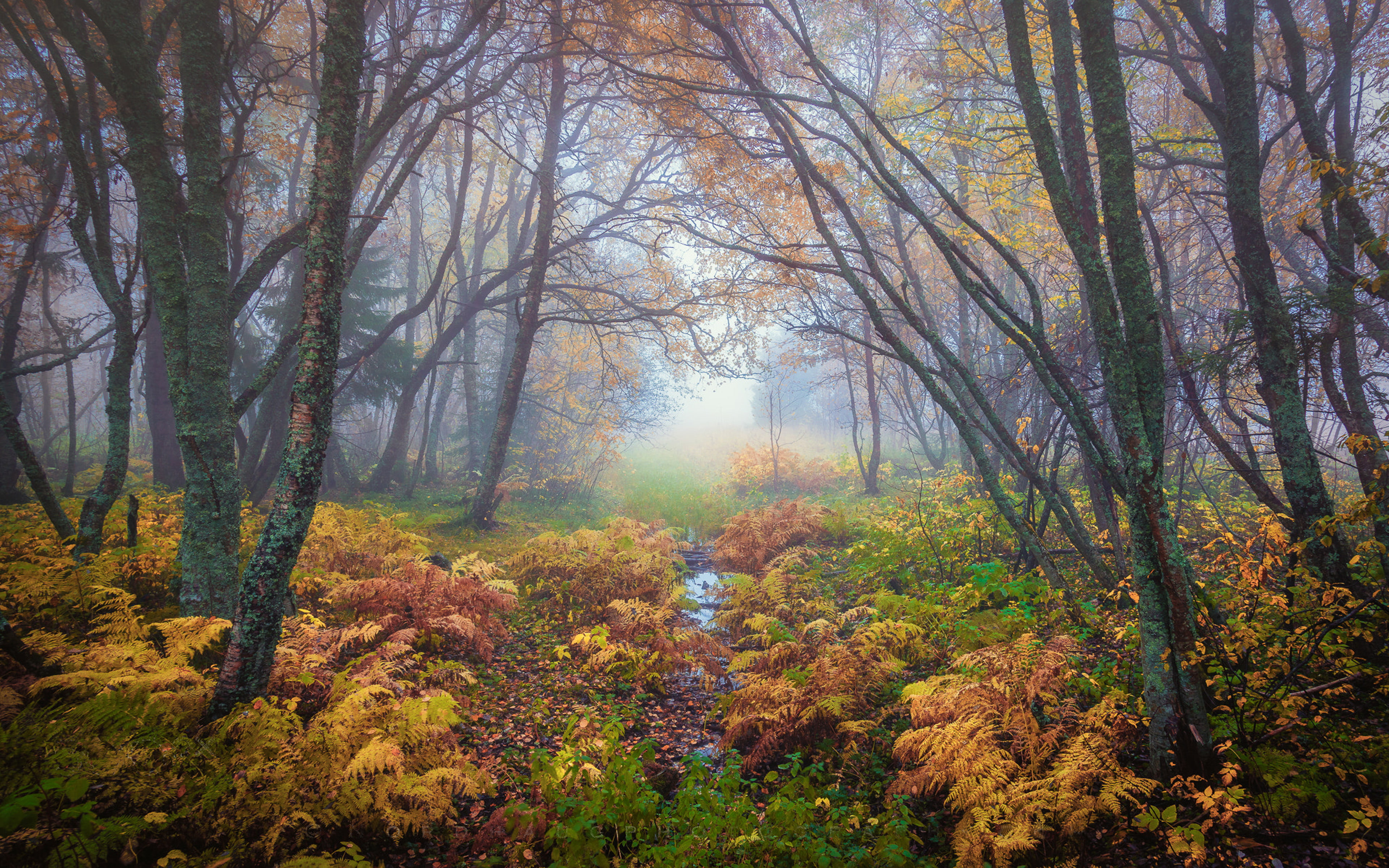 Forest Magical Colors In Autumn Trondheim Norway Landscape Nature Ultra Hd Desktop Wallpapers For Computers Laptop Tablet And Mobile Phones 2k 4k