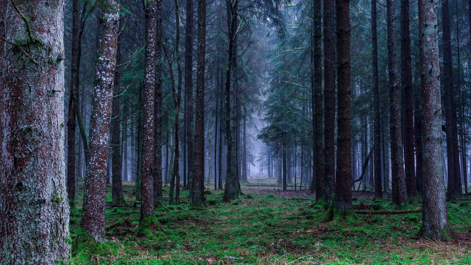 forest fog spruce fir path nature tree grove 2k 4k