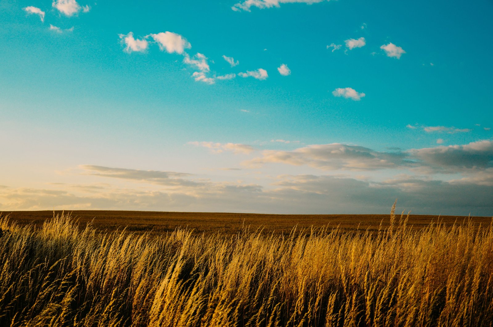 grass field under blue sky countryside wheat nature summer 2k 4k 5k