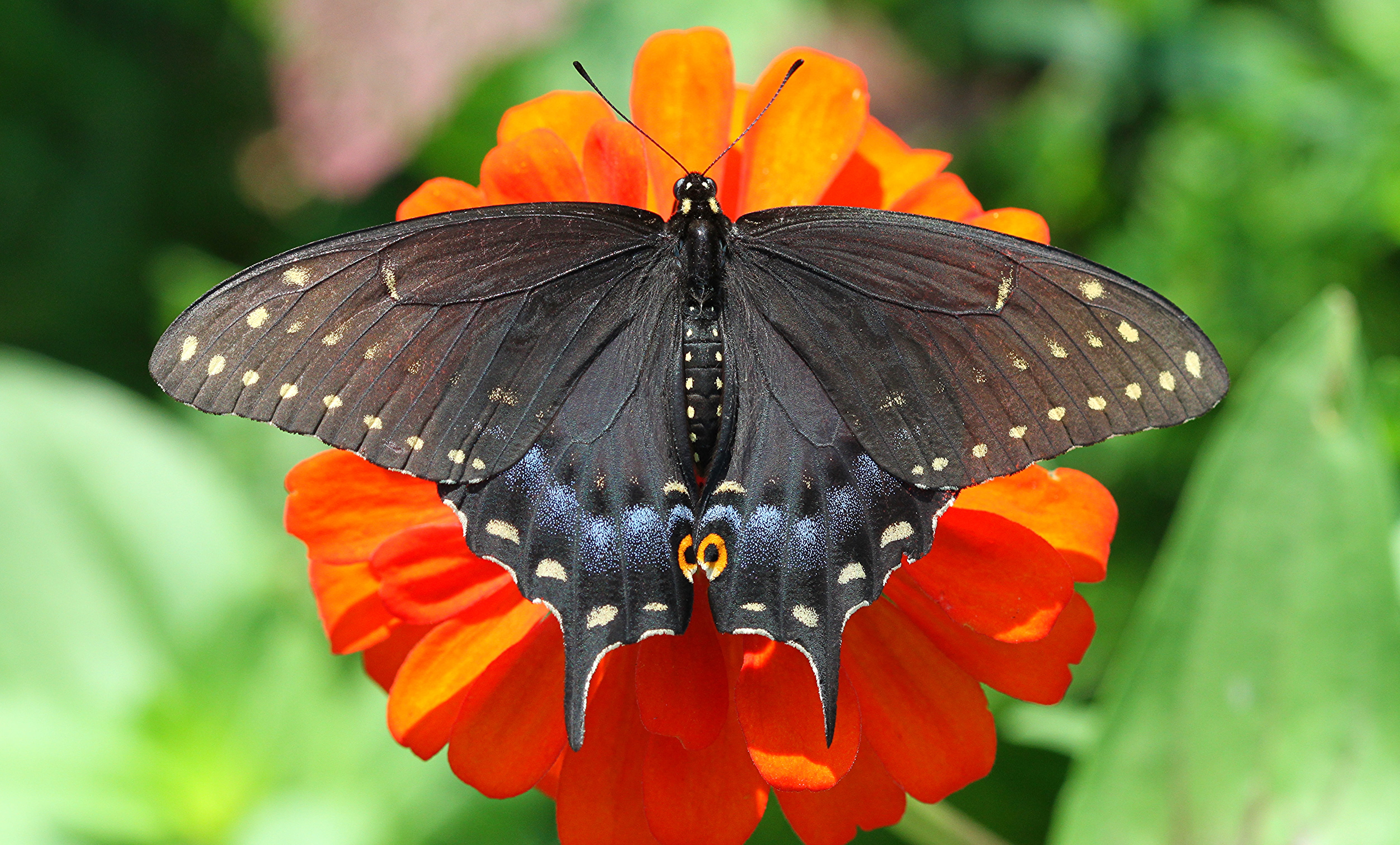 Great mormon butterfly on orange petaled flower during daytime swallowtail 2k 4k 5k