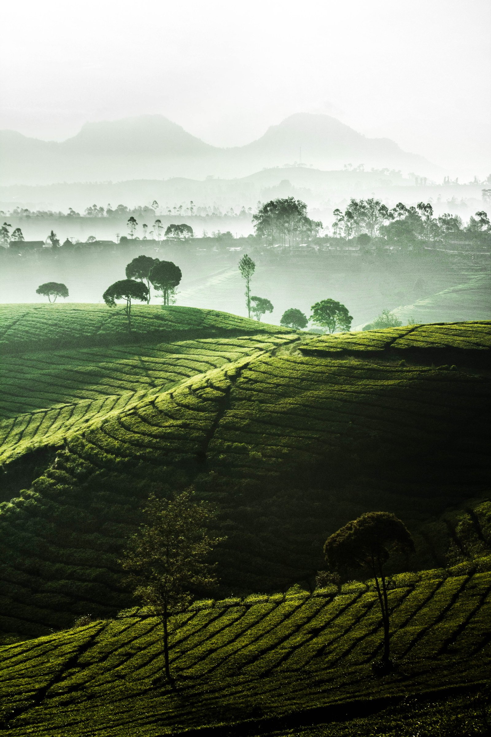 green grass field during daytime mountain mist fog outdoors 2k