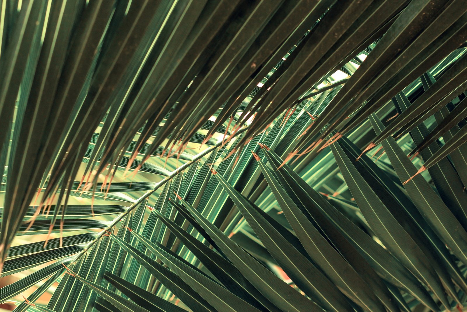 green leaves palm trees nature plants lines color 2k 4k 5k