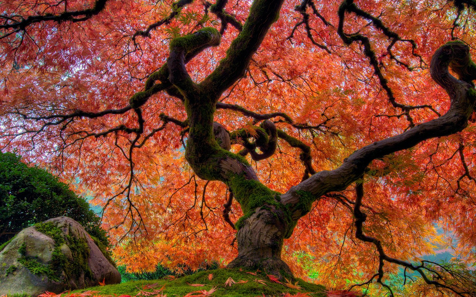 Japanese Garden In Autumn Maple Tree At Portland Desktop Wallpaper Hd For Mobile Phones And Laptops 2k 4k