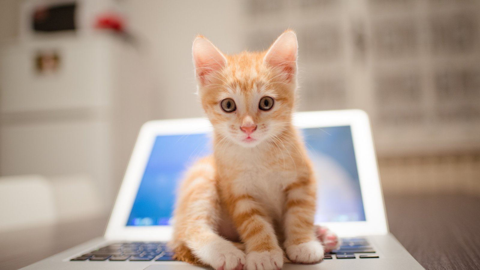 kitten cat cute 2k 4k 5k 8k