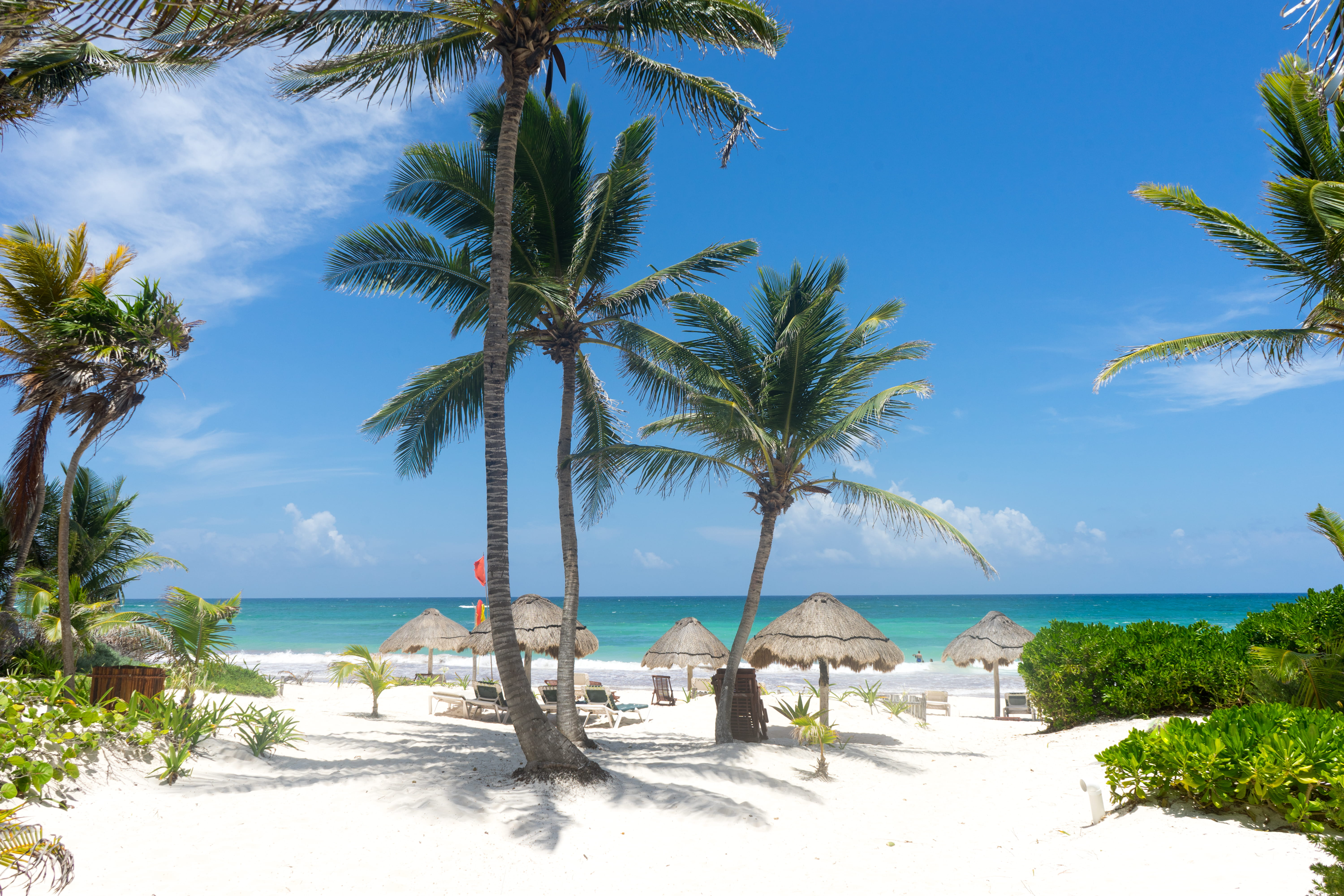 mexico tulum palm threes beach blue sky ocean tree 2k 4k 5k