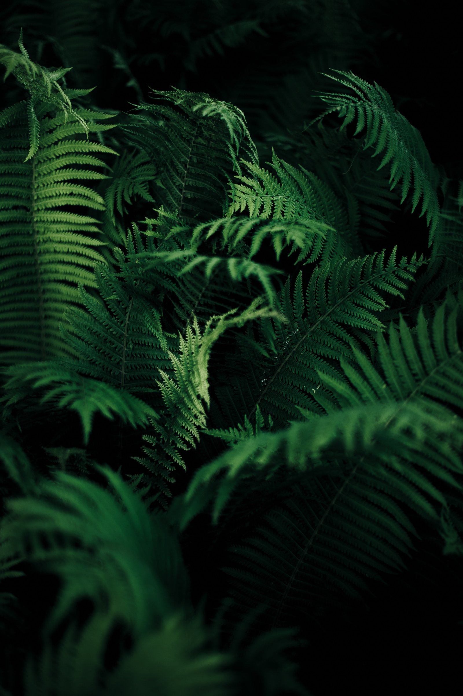 nature ferns plants green portrait display vertical 2k 4k