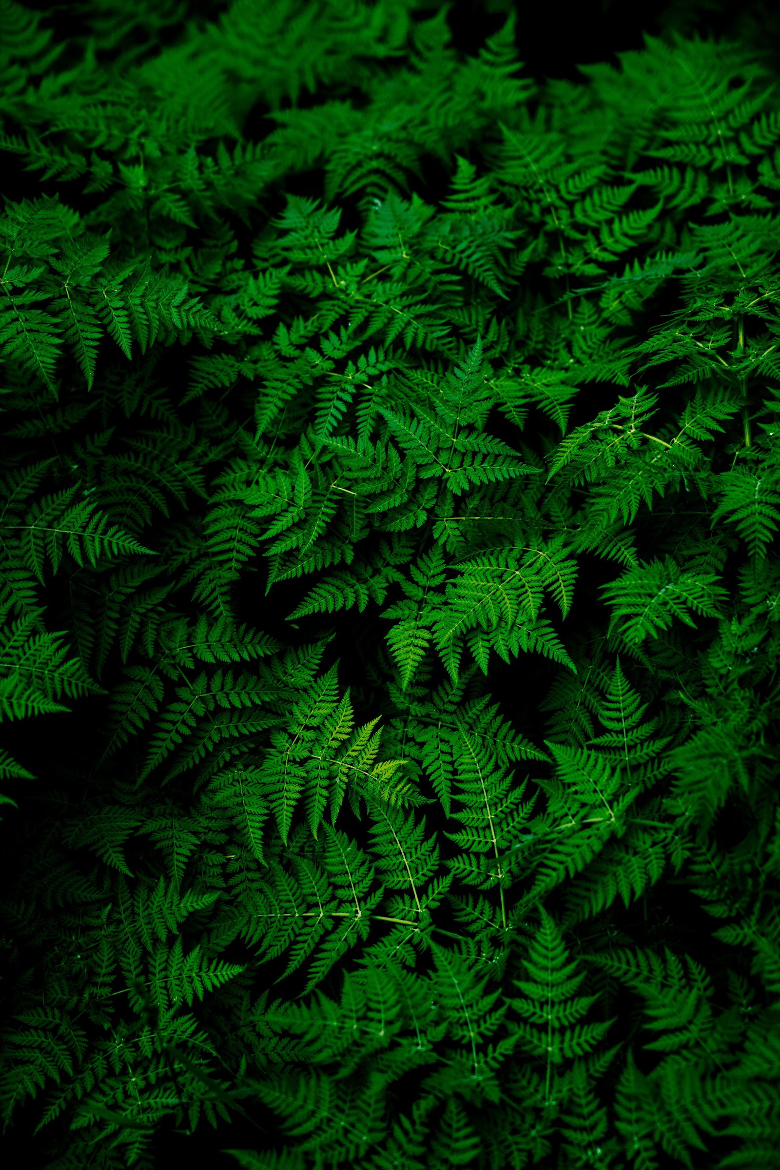 nature plants ferns green leaves macro 2k