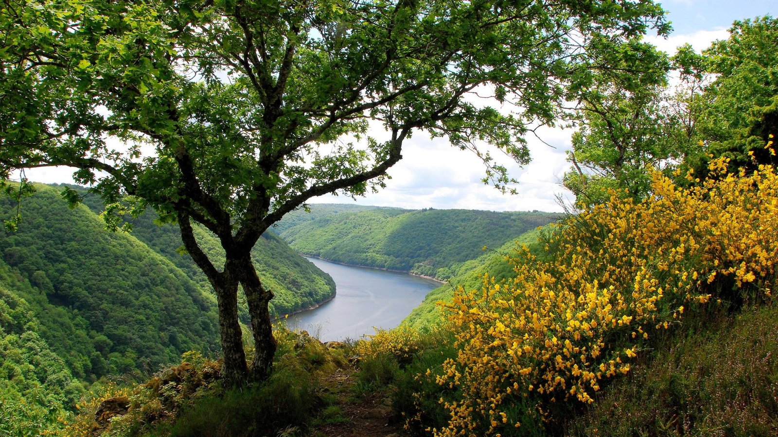 nature vegetation water greenery leaves tree river hill 2k 4k