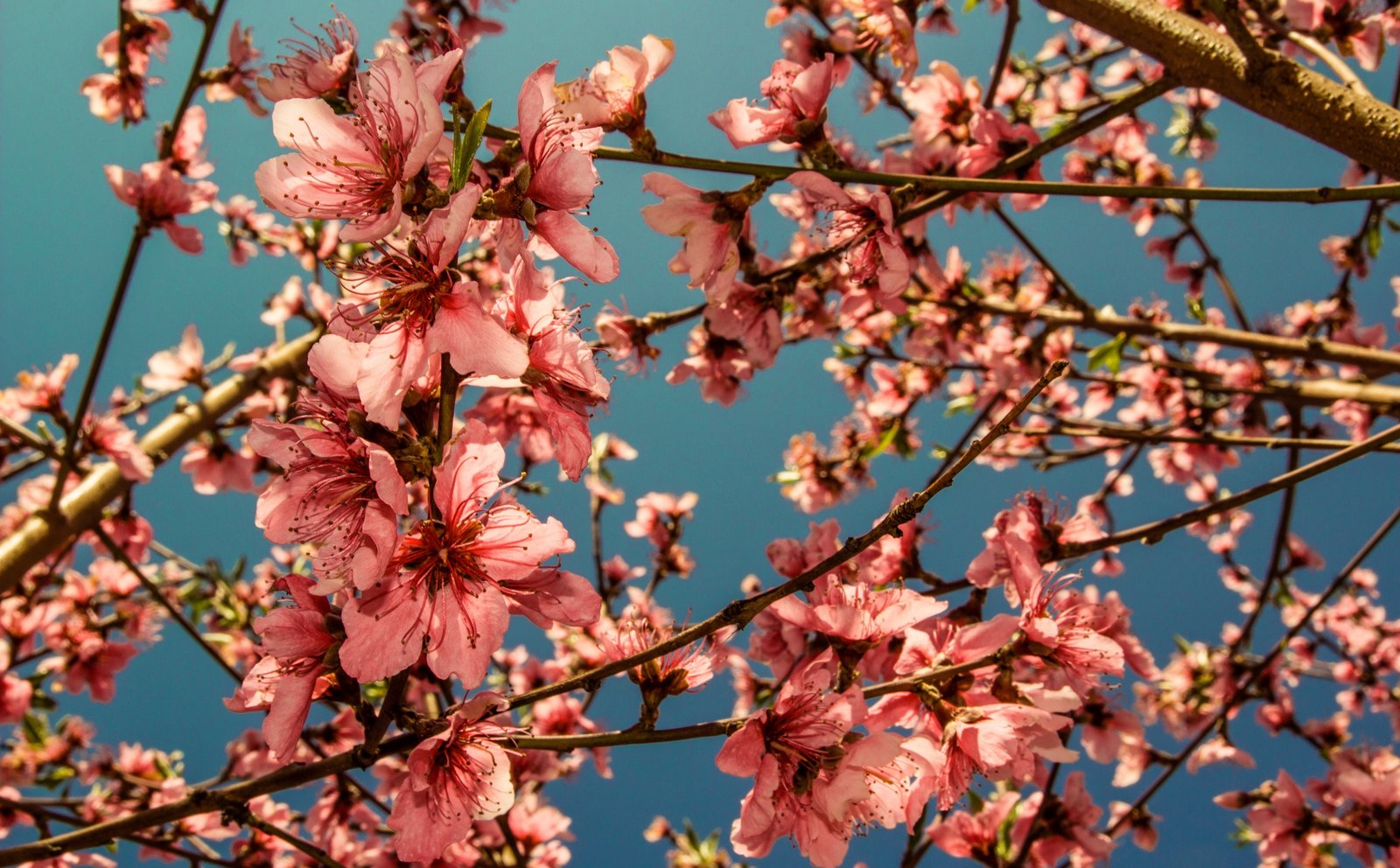 Peach Blossoms Nature Flowers flores Peaches melocoton melocotonero 2k 4k 5k