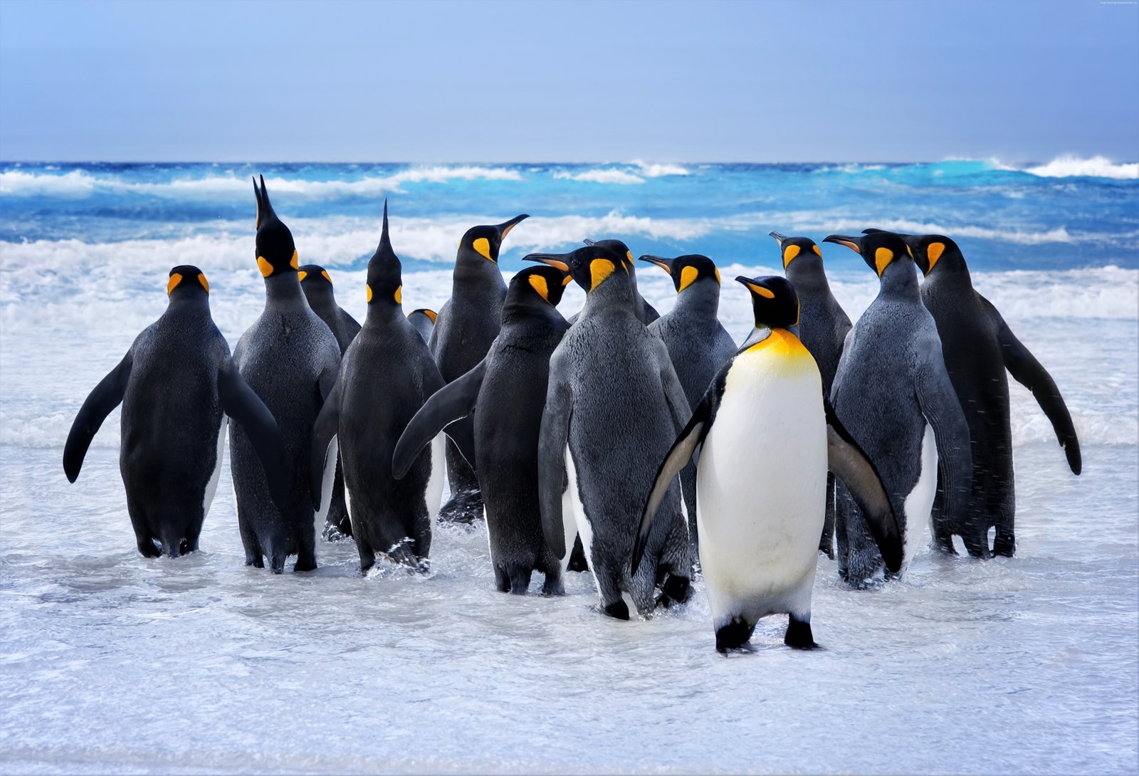 penguins ocean 2k 4k 5k