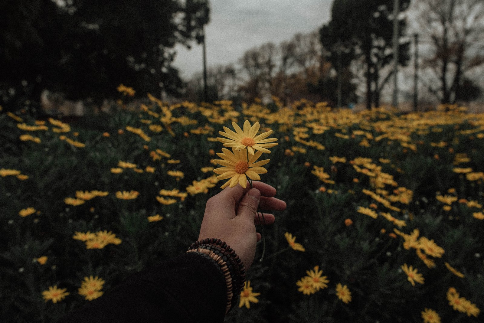 person holding yellow daisy flowers blossom plant flora asteraceae 2k 4k 5k