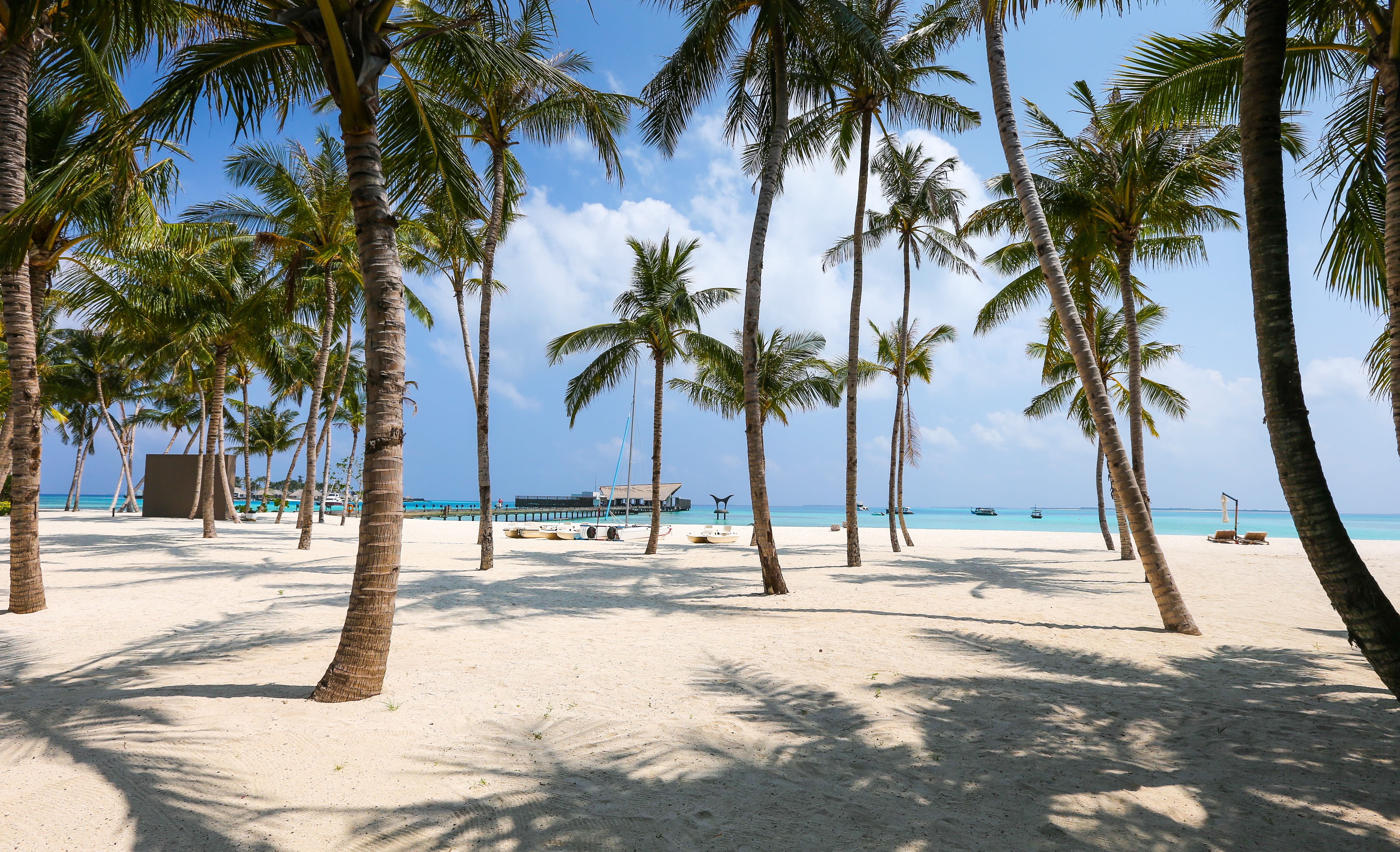 Photo of Beach and Palm Trees wallpaper coconut trees environment 2k 4k 5k