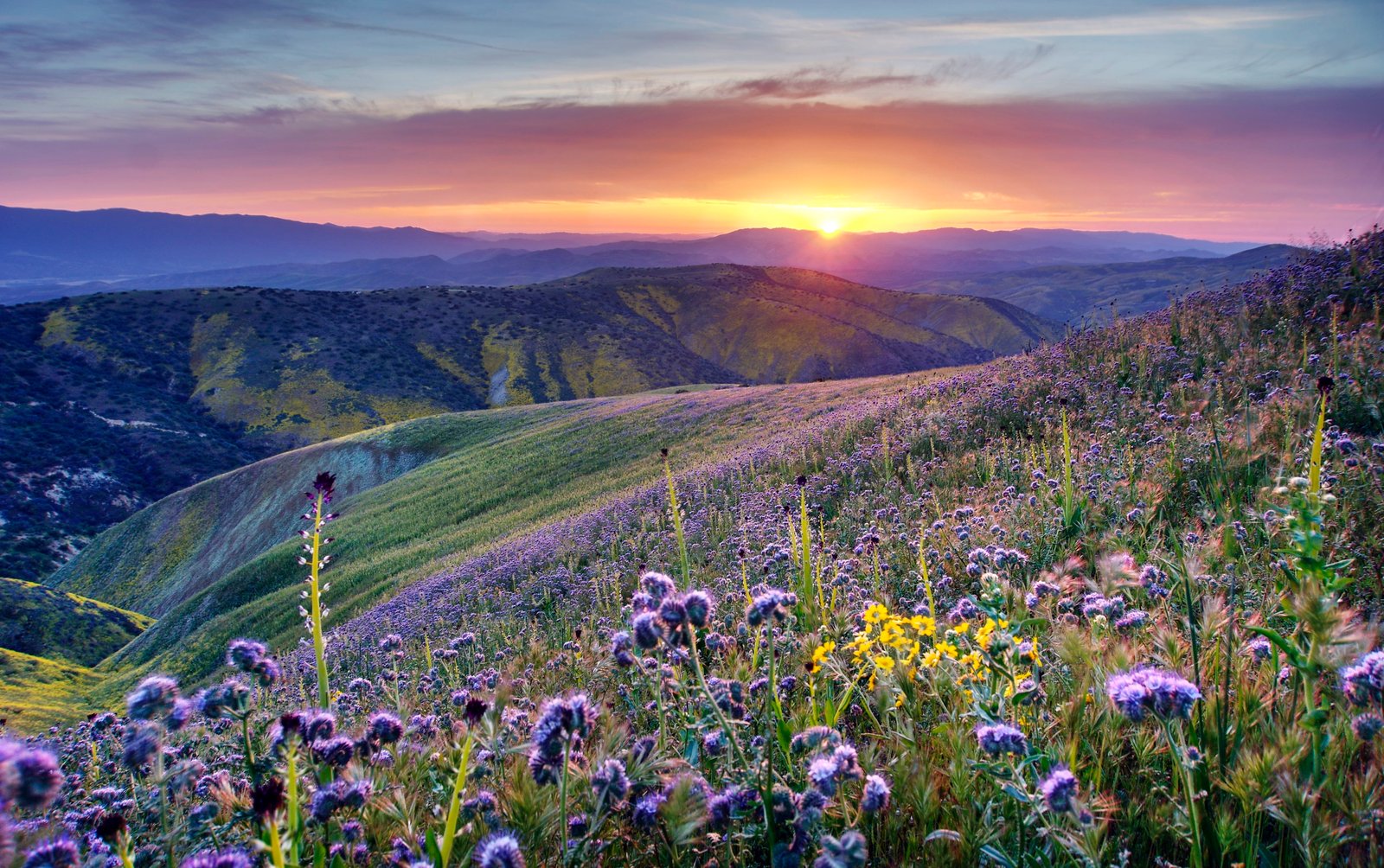 purple flower field during sunrise california California desert 2k 4k 5k
