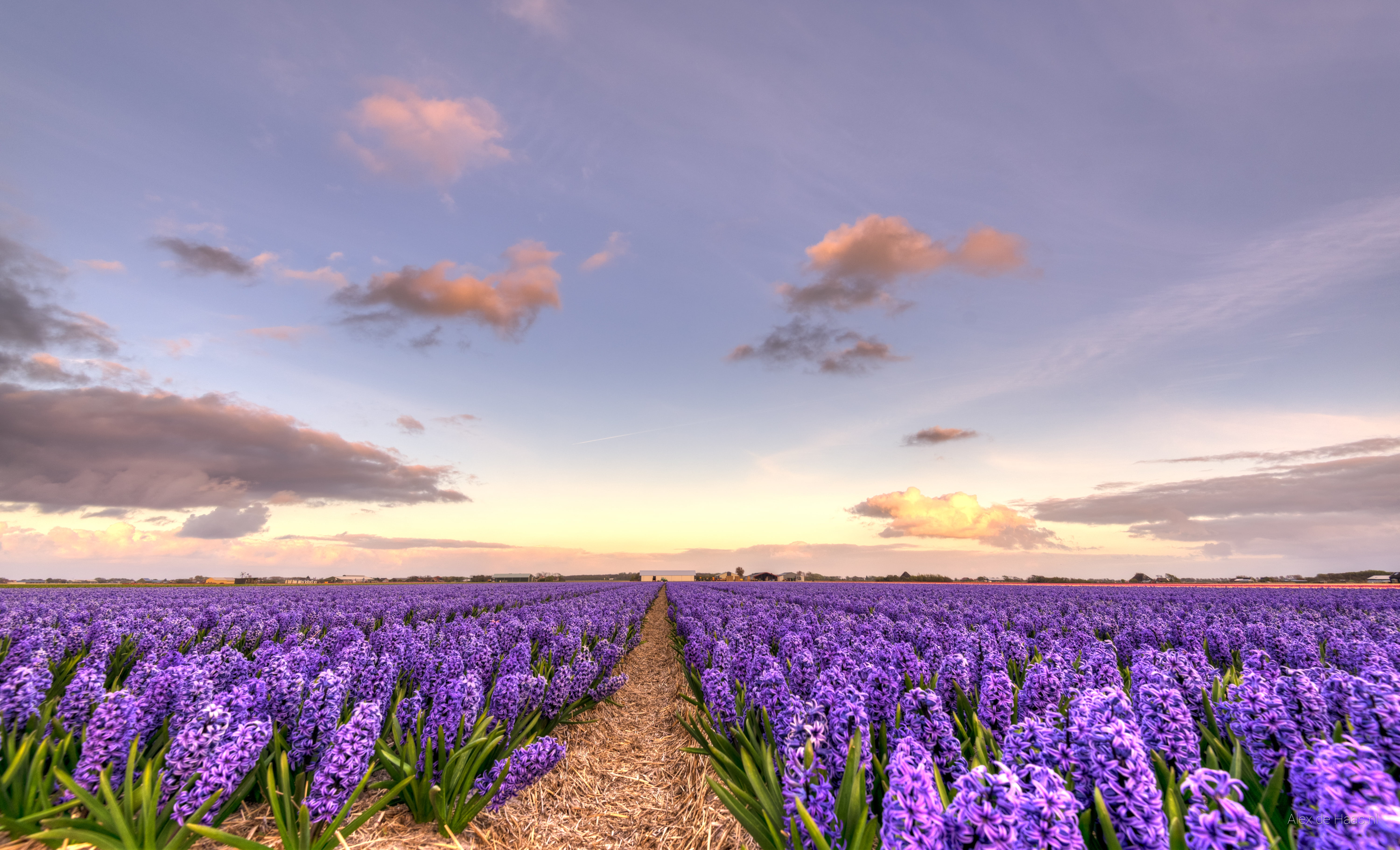 purple irises flower field dutch Endlessly blue sky 2k 4k 5k