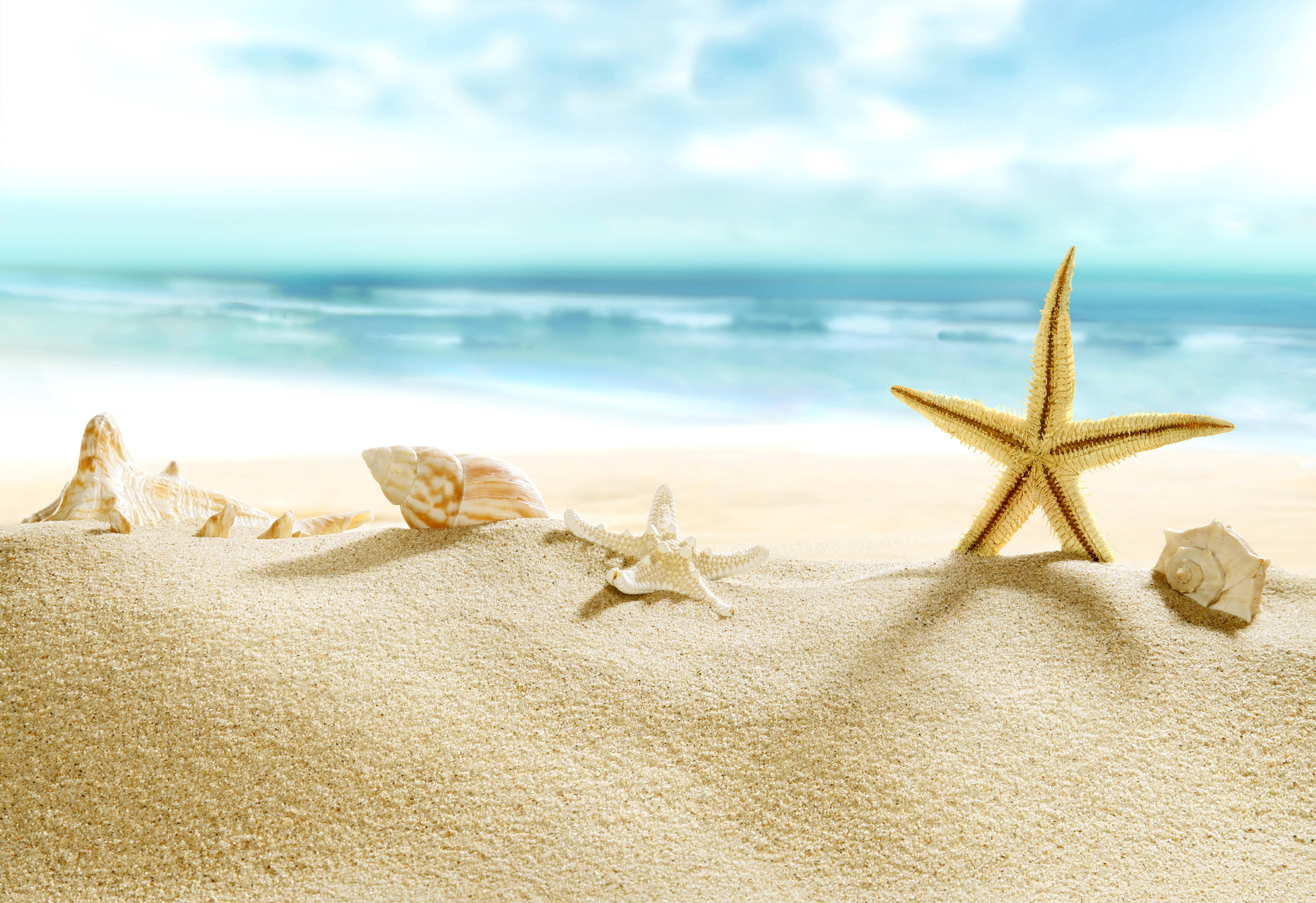 sand sea beach shore shell summer blue paradise starfish 2k 4k 5k