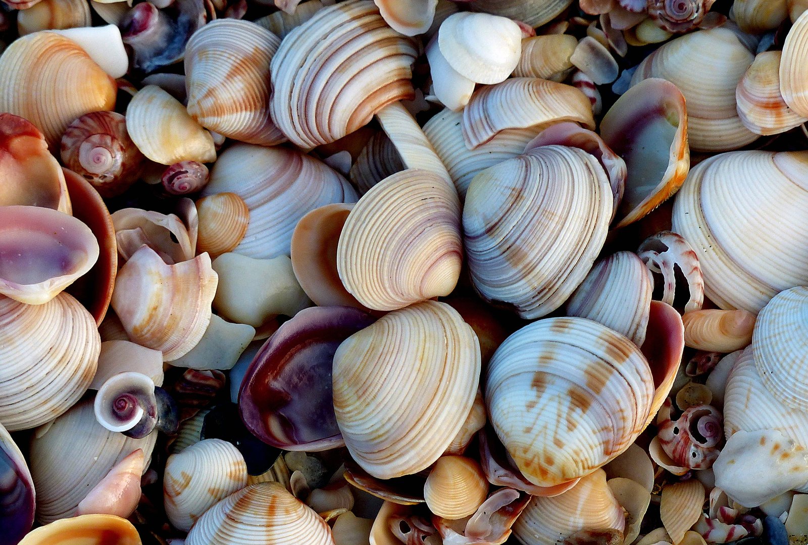 sea shells Shell beach nature Lumix Fz Public Domain 2k 4k