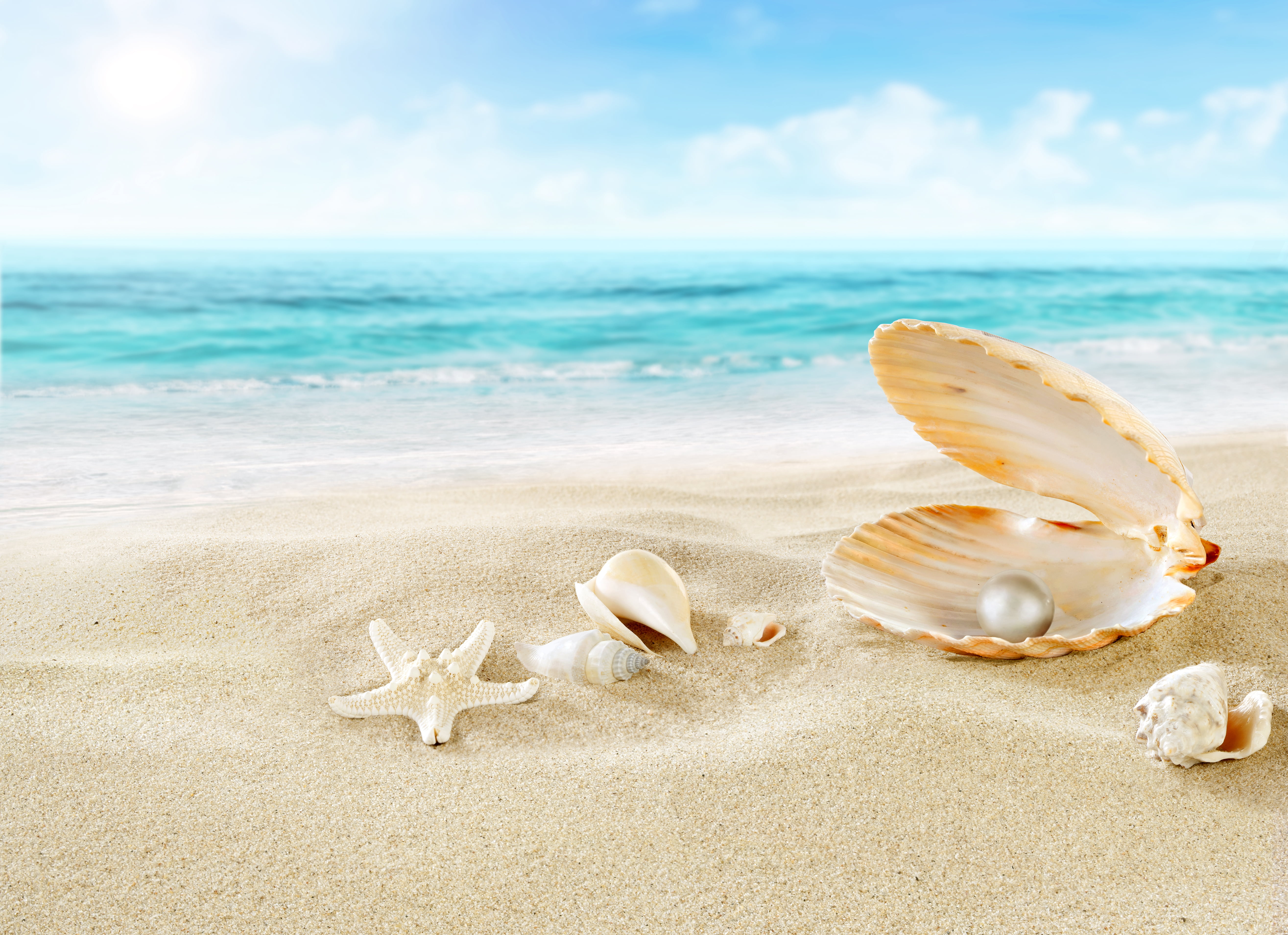 seashells and starfish skeleton sand beach clouds nature 2k 4k 5k
