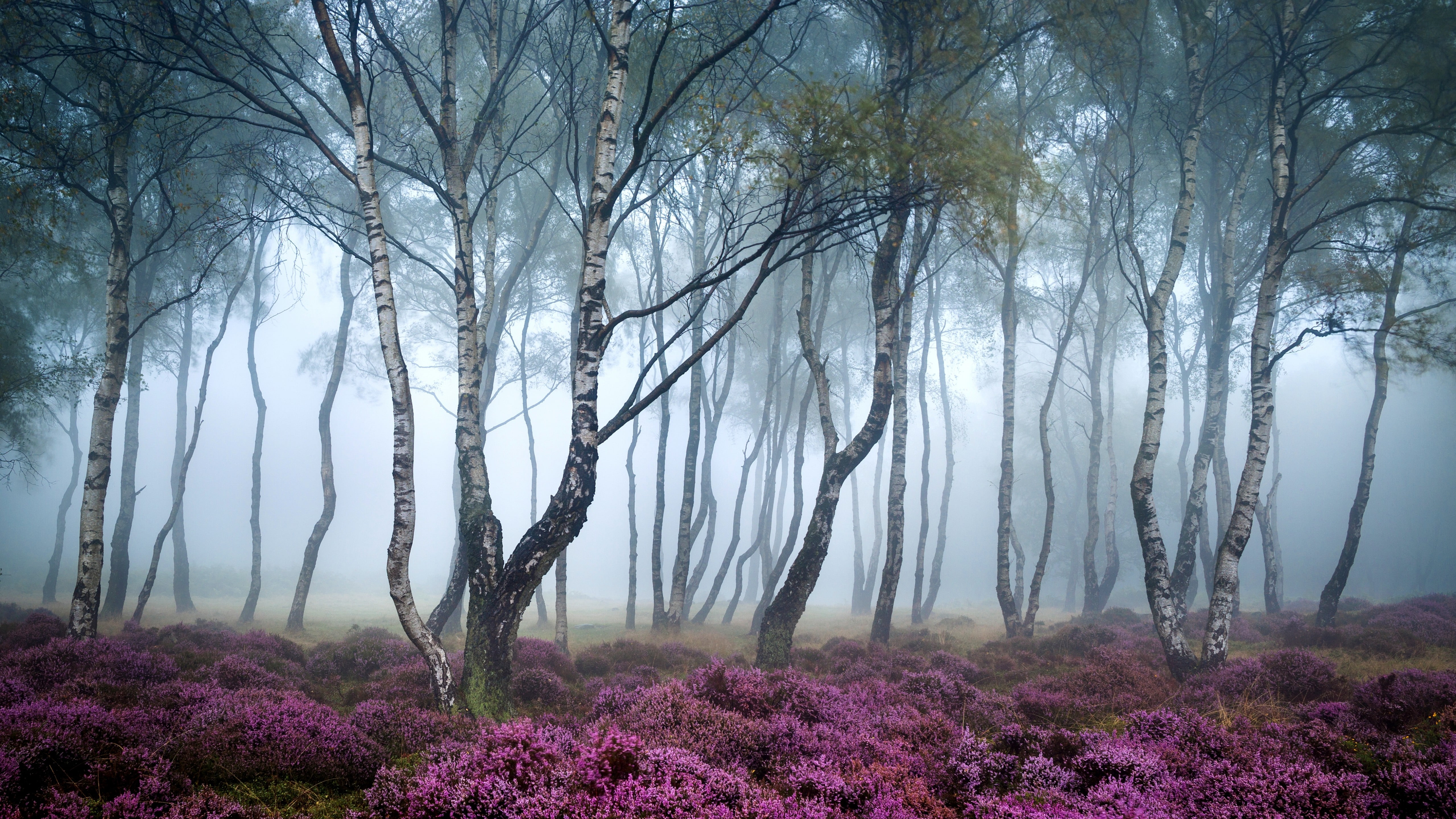 Stanton Moor wallpaper Peak District UK Forest 2k 4k 5k