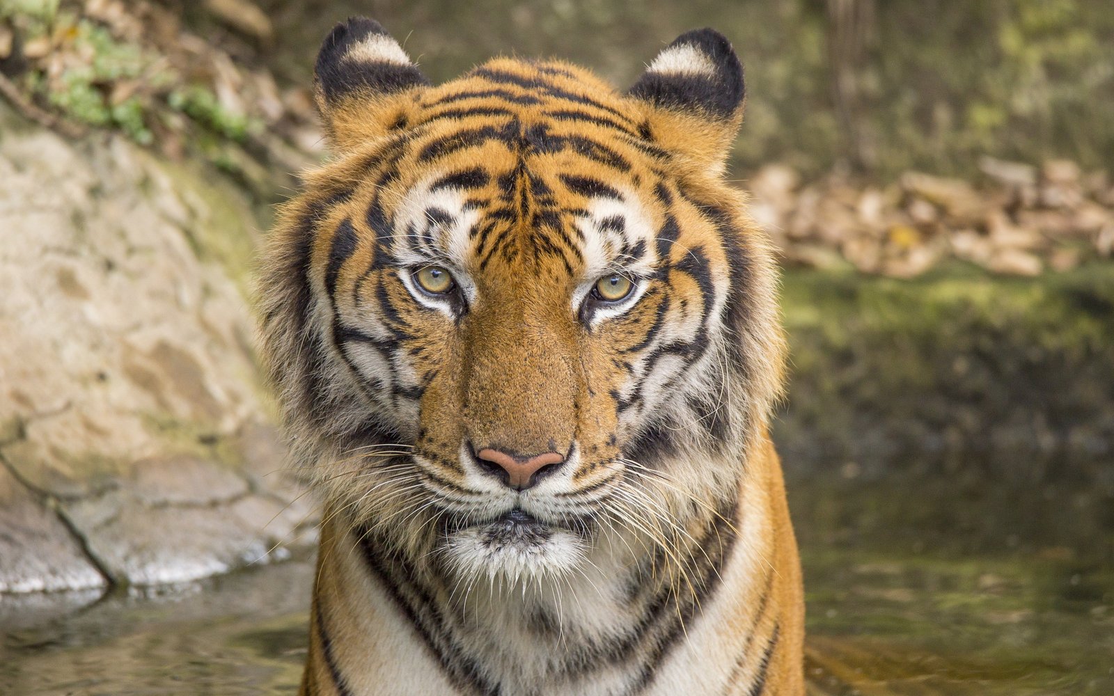 tiger HD Animal 2k 4k