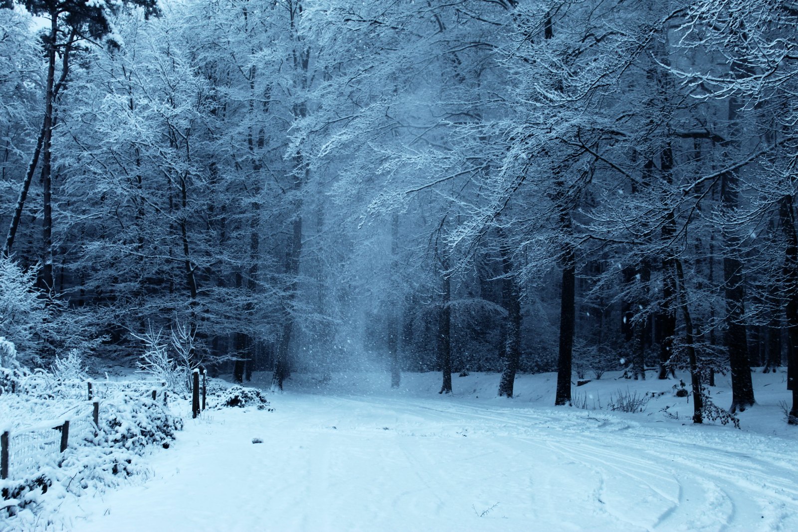 trees covered with snow nature outdoors winter ice forest 2k 4k 5k