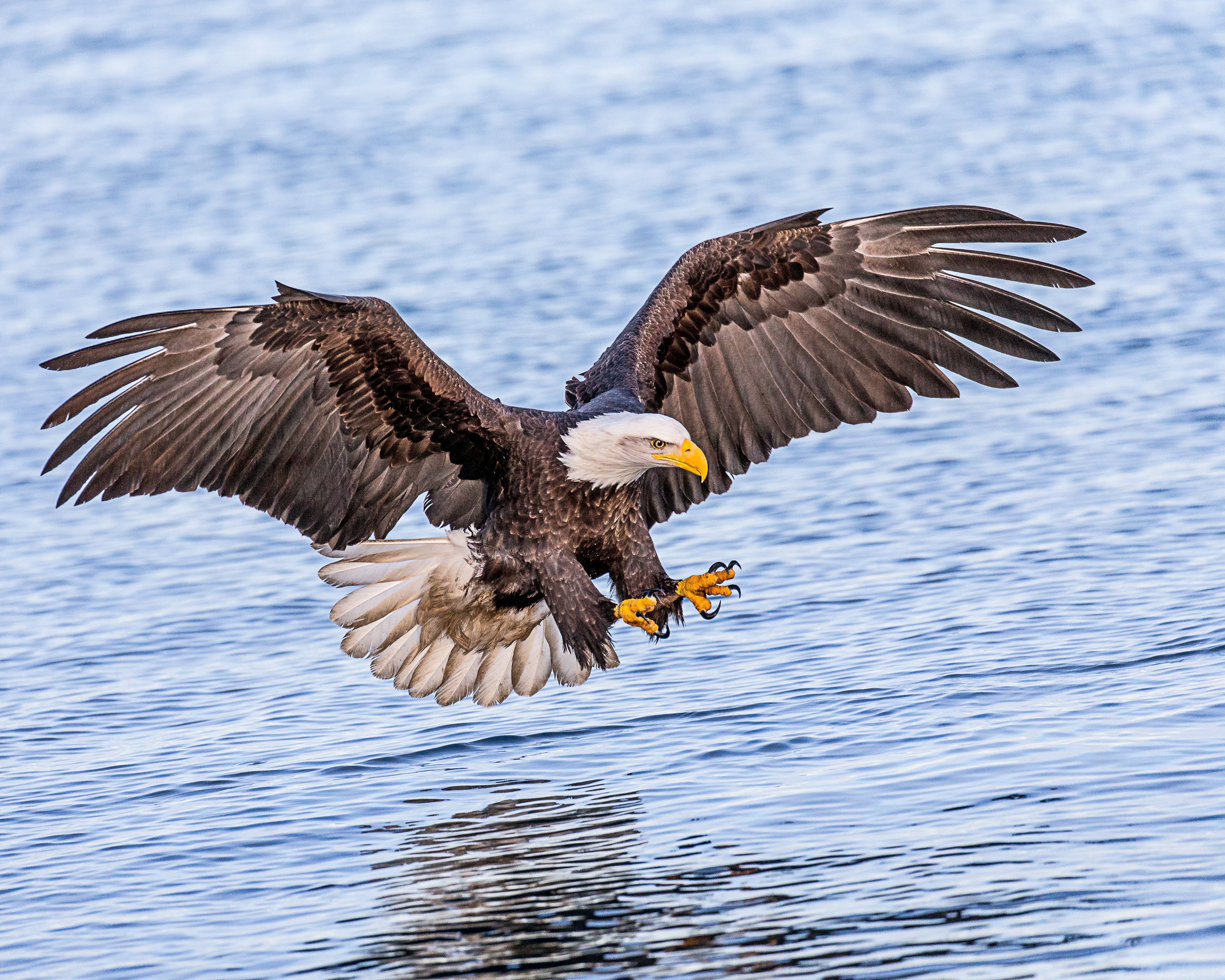 Bald Eagle Hunting in ocean Talons Ready fishing Lens eagle Bird 2k 4k
